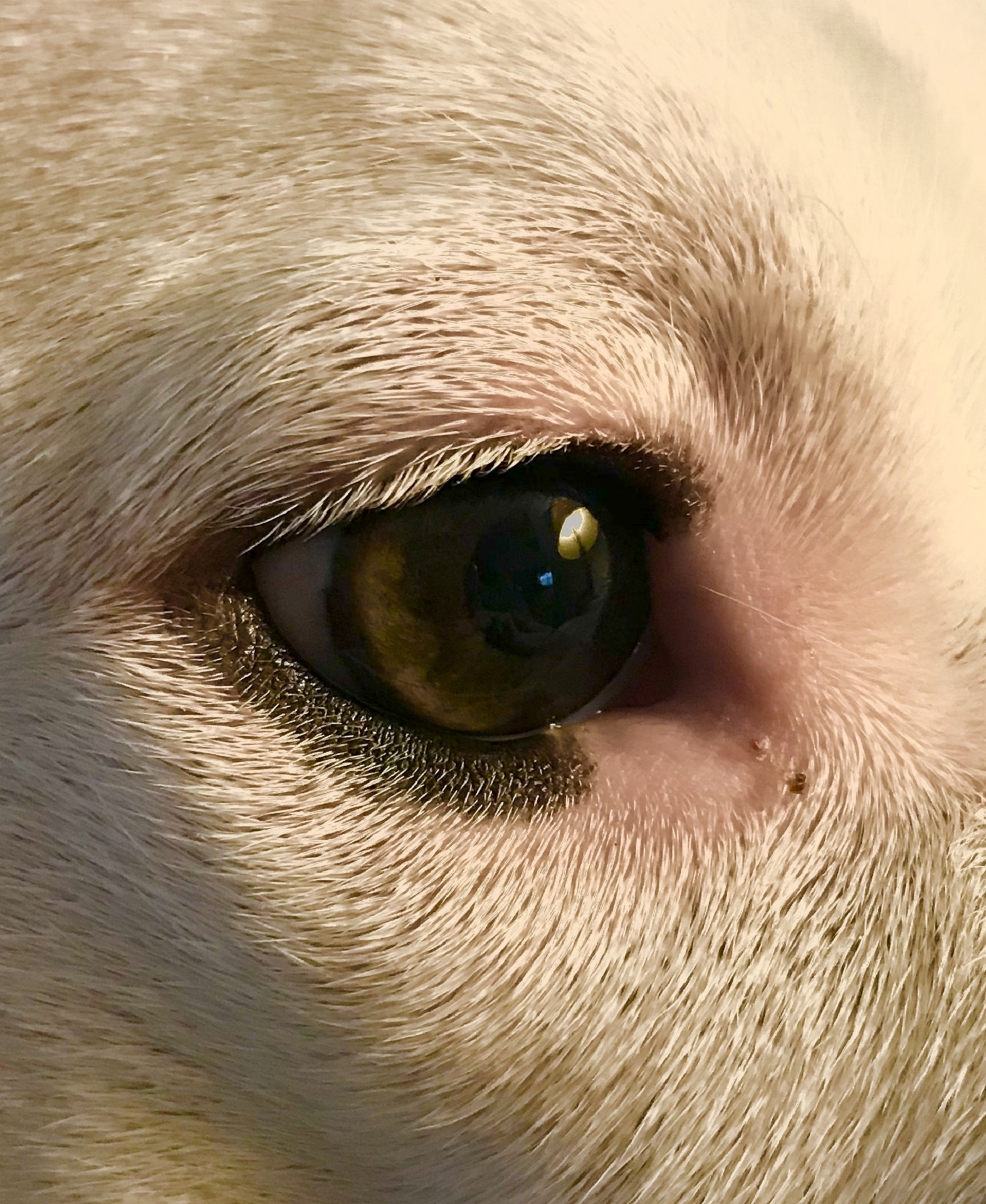 Dog's Eye In Profile
