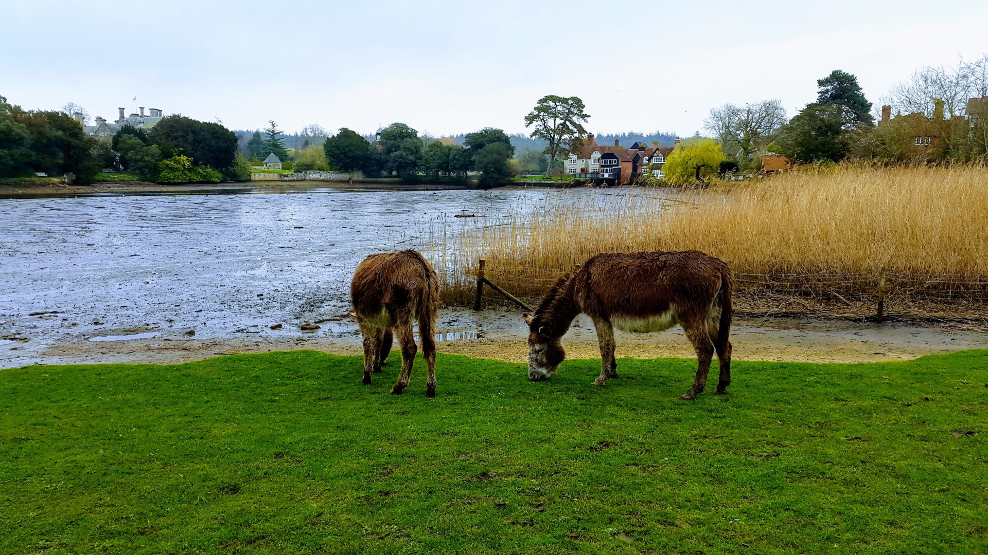 Donkeys In The New Forest