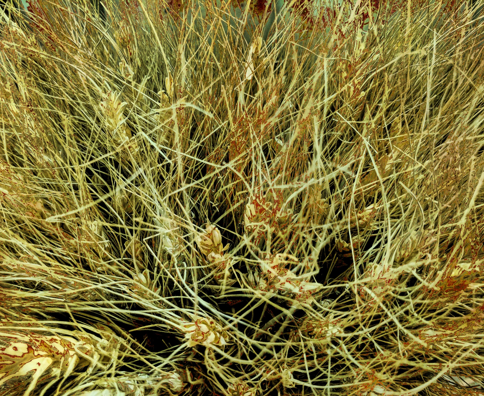 fall wallpaper of yellow wheat close up