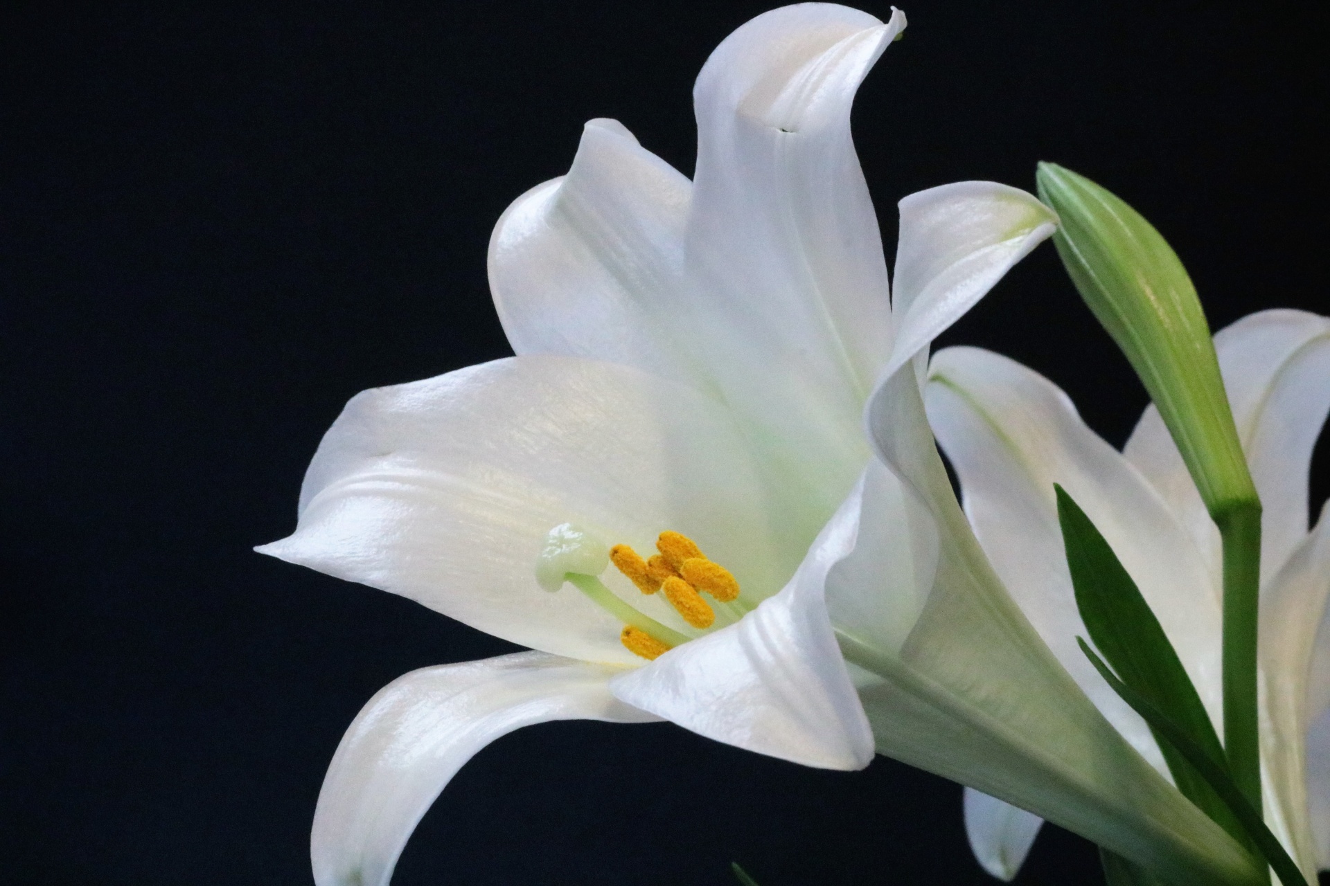 Easter Lily On Black Background