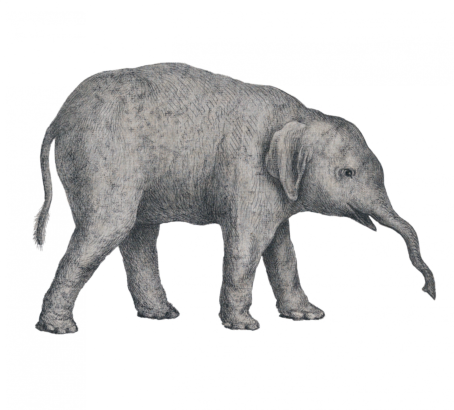 Elephant Drawing, Sketch