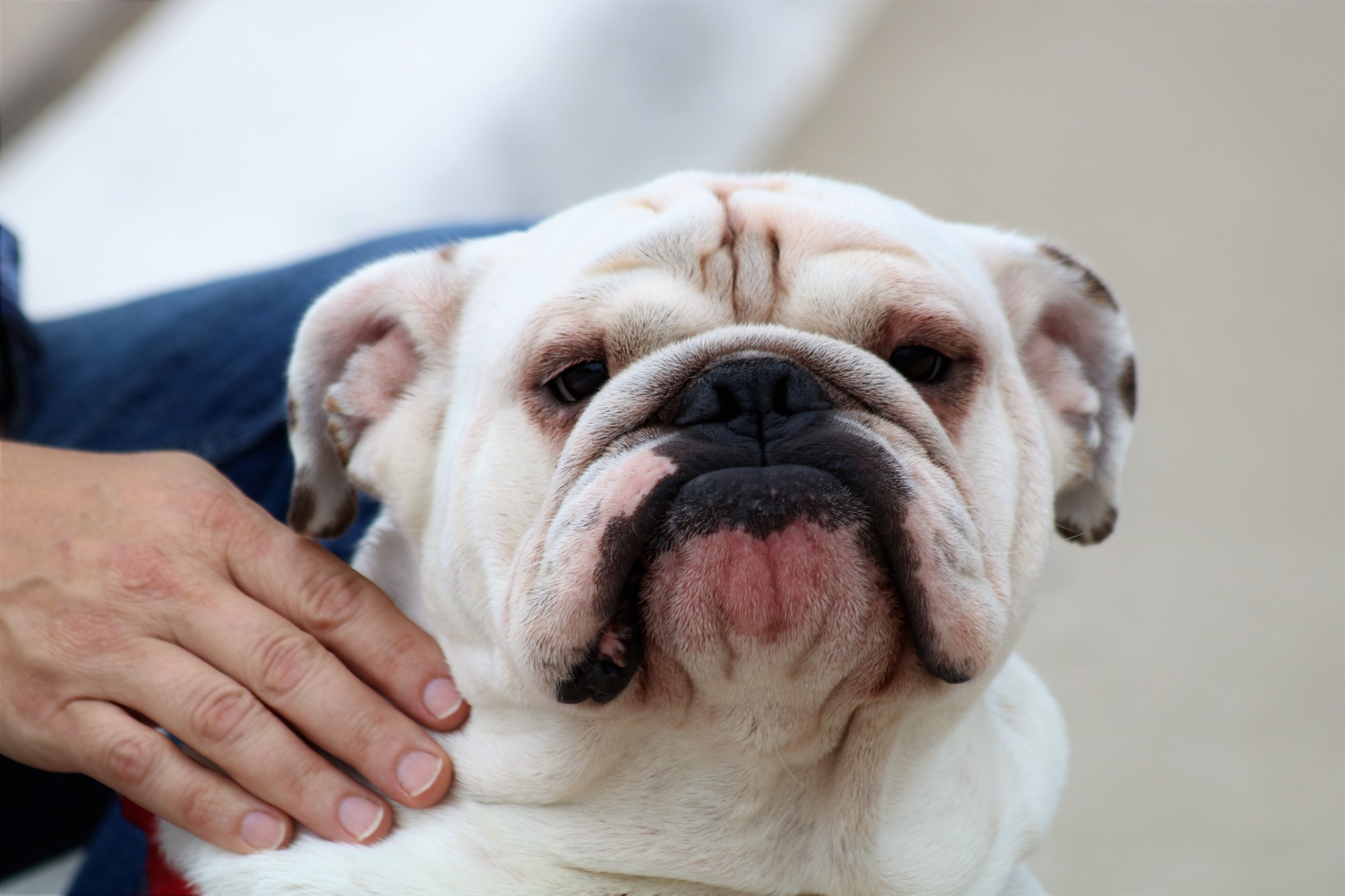 Close-up of the face of an English bulldog, looking into the camera, with his owner's hand on it's neck.