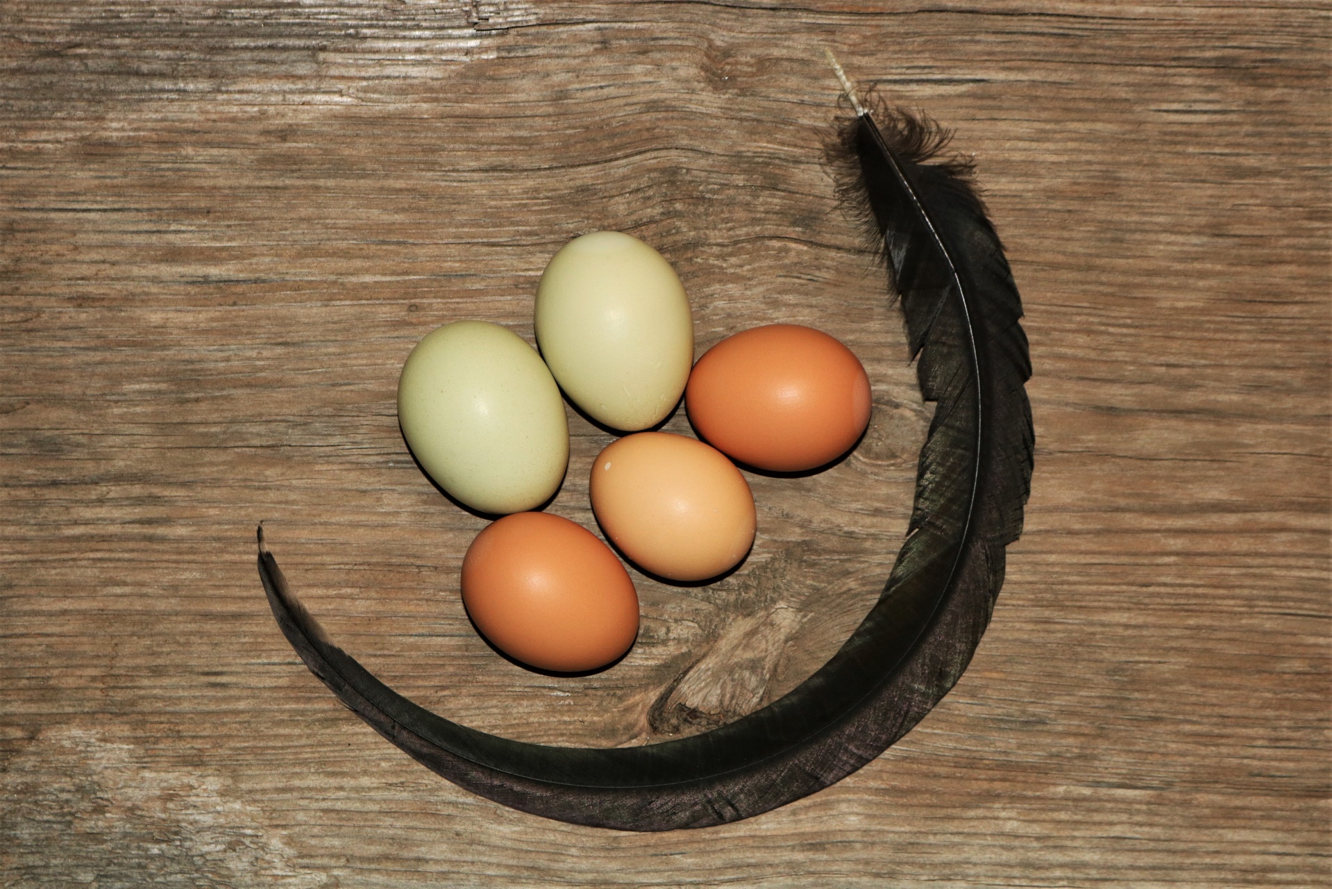 Green and brown farm fresh eggs, with a long black chicken feather curled around them, arranged on a wooden background.