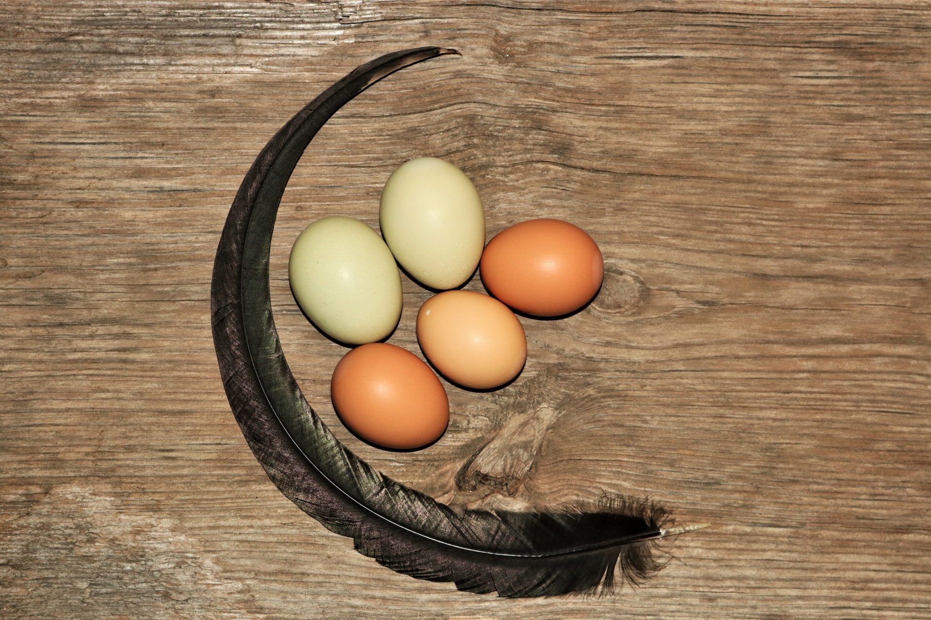 Green and brown farm fresh eggs, with a long black chicken feather curled around them, arranged on a wooden background.