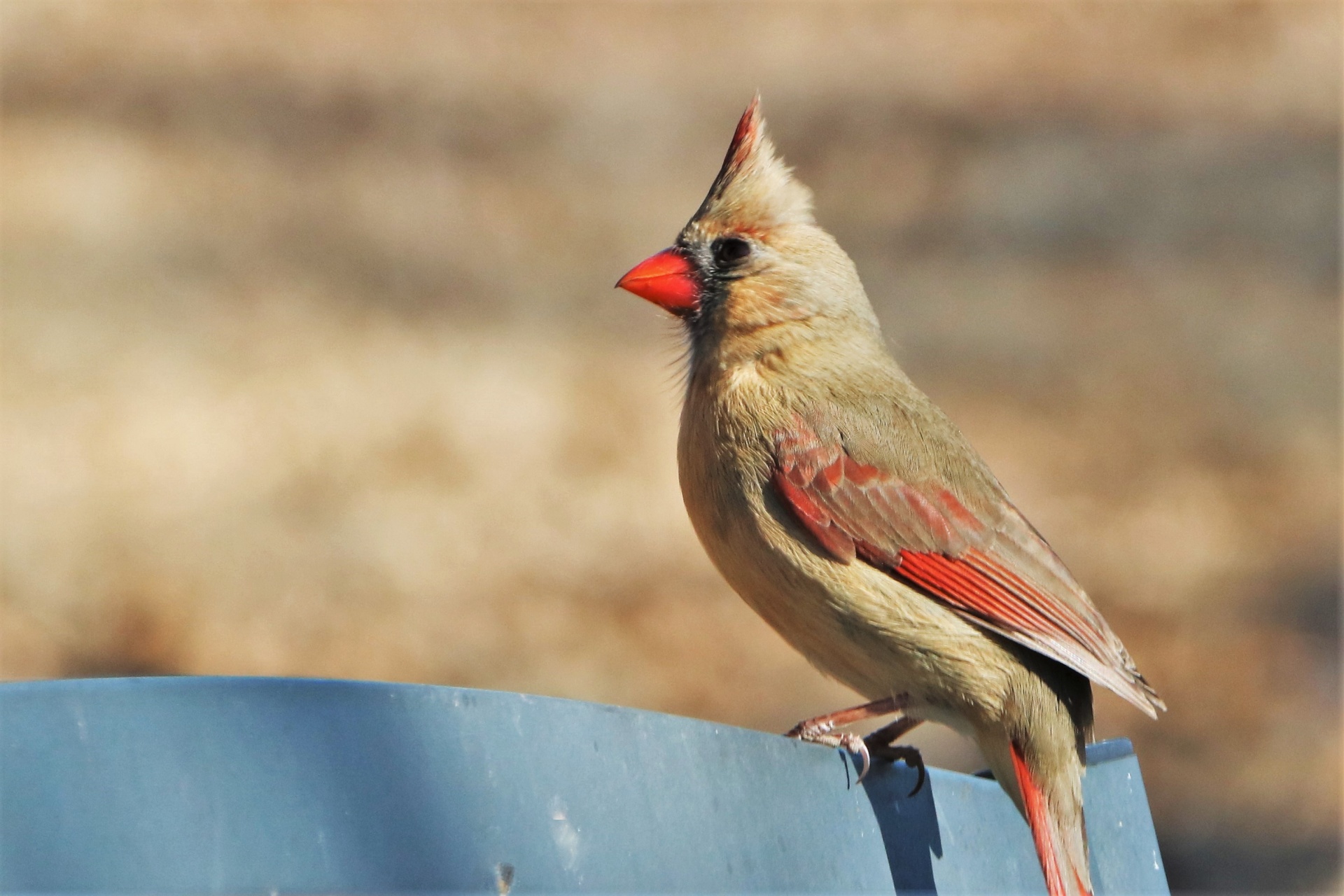 Female Cardinal Bird Close-up