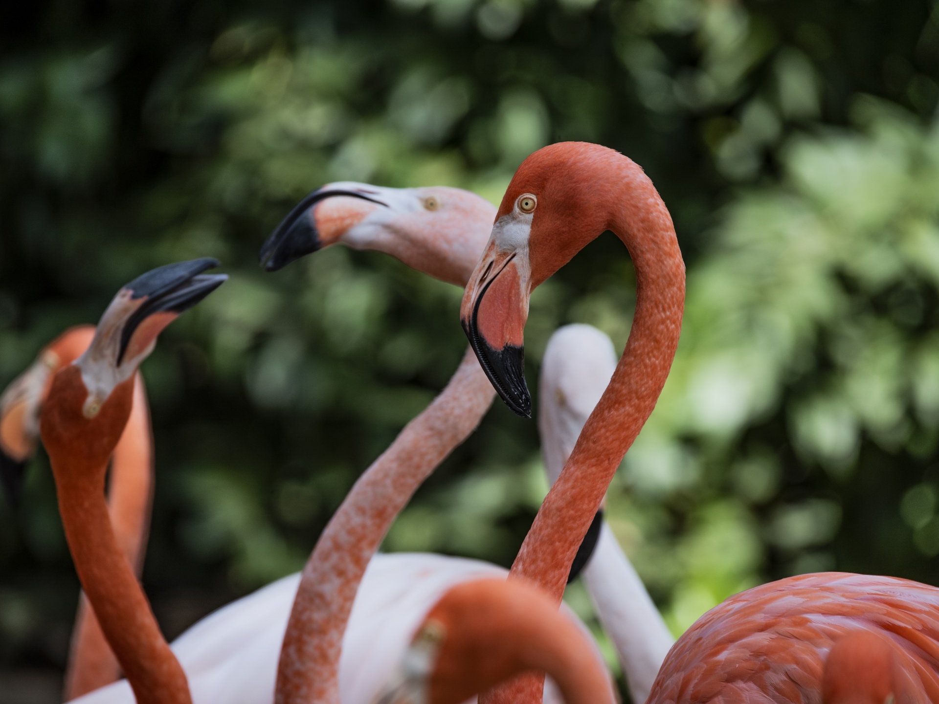 Flamingos talking and exchanging looks