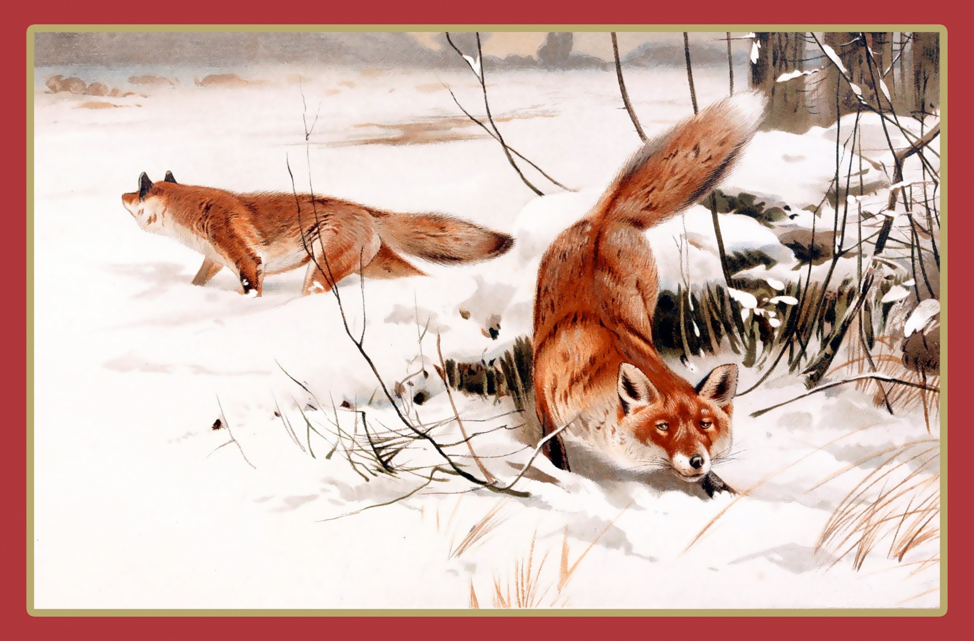 Foxes in winter snow vintage painting ideal for christmas card