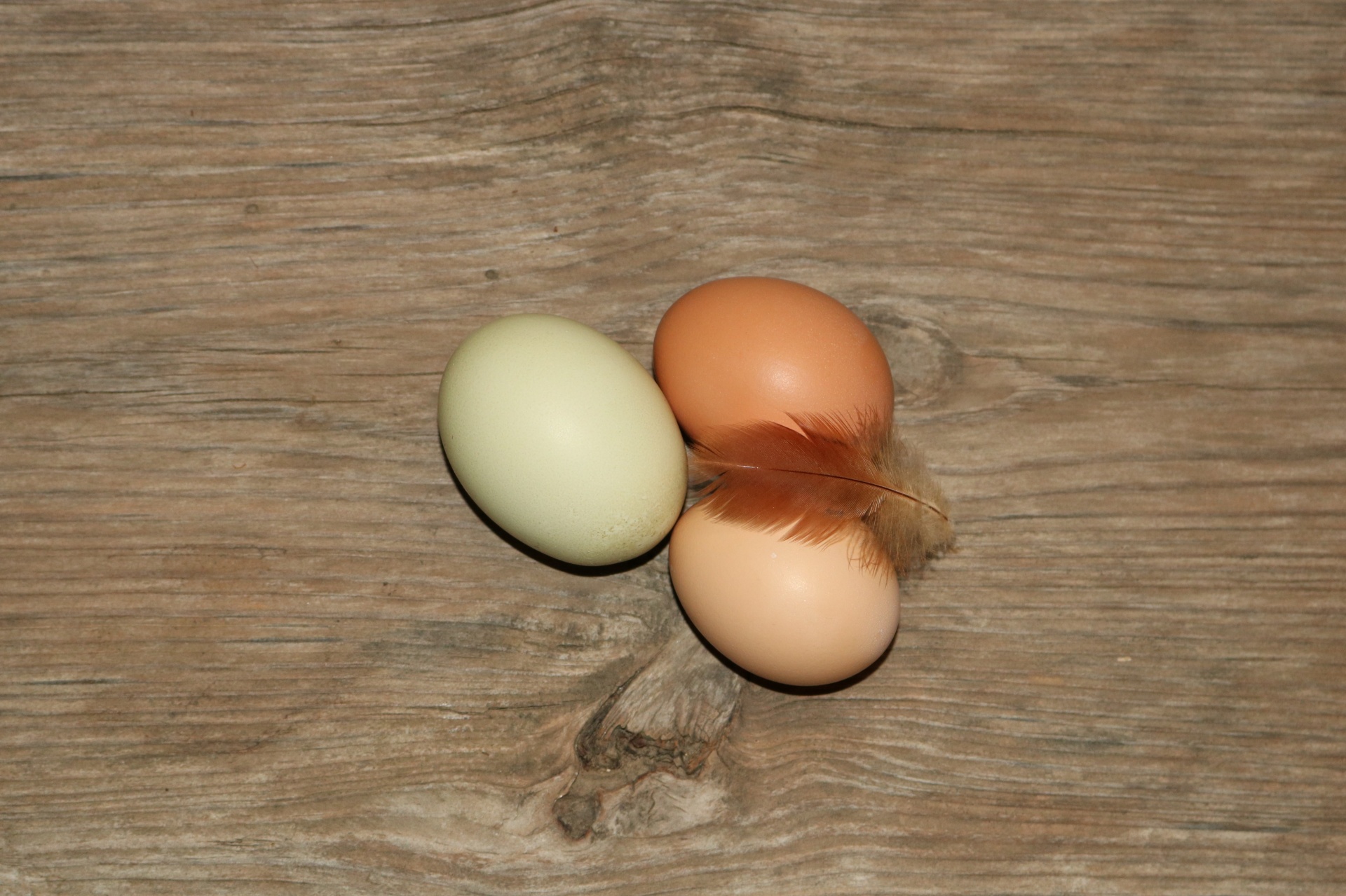 Three fresh brown and green chicken eggs and a small red chicken feather on a wooden background.