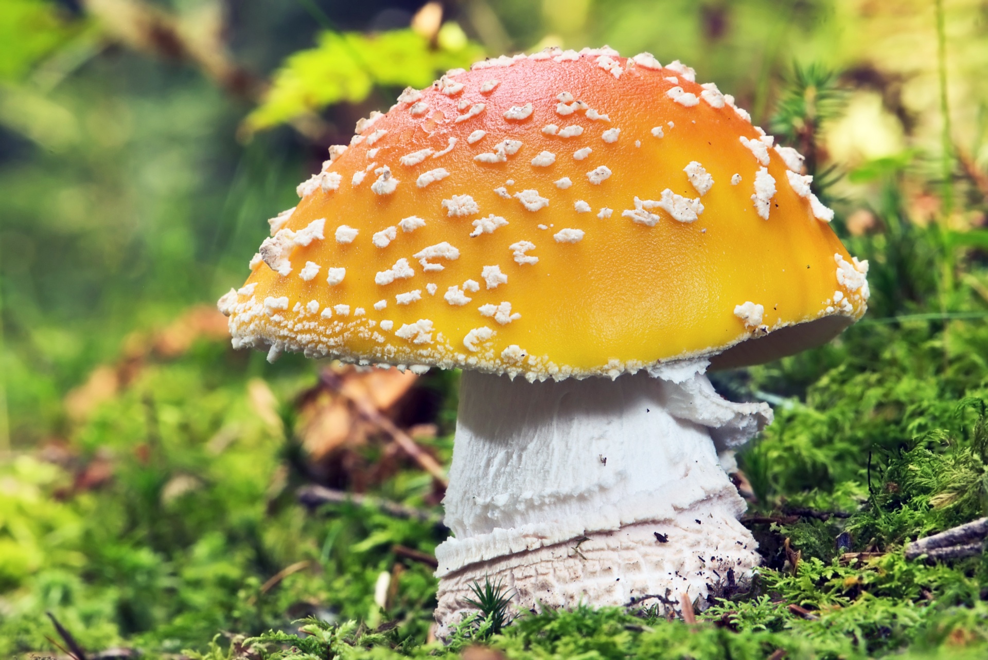 Fungi Mushroom Poisonous
