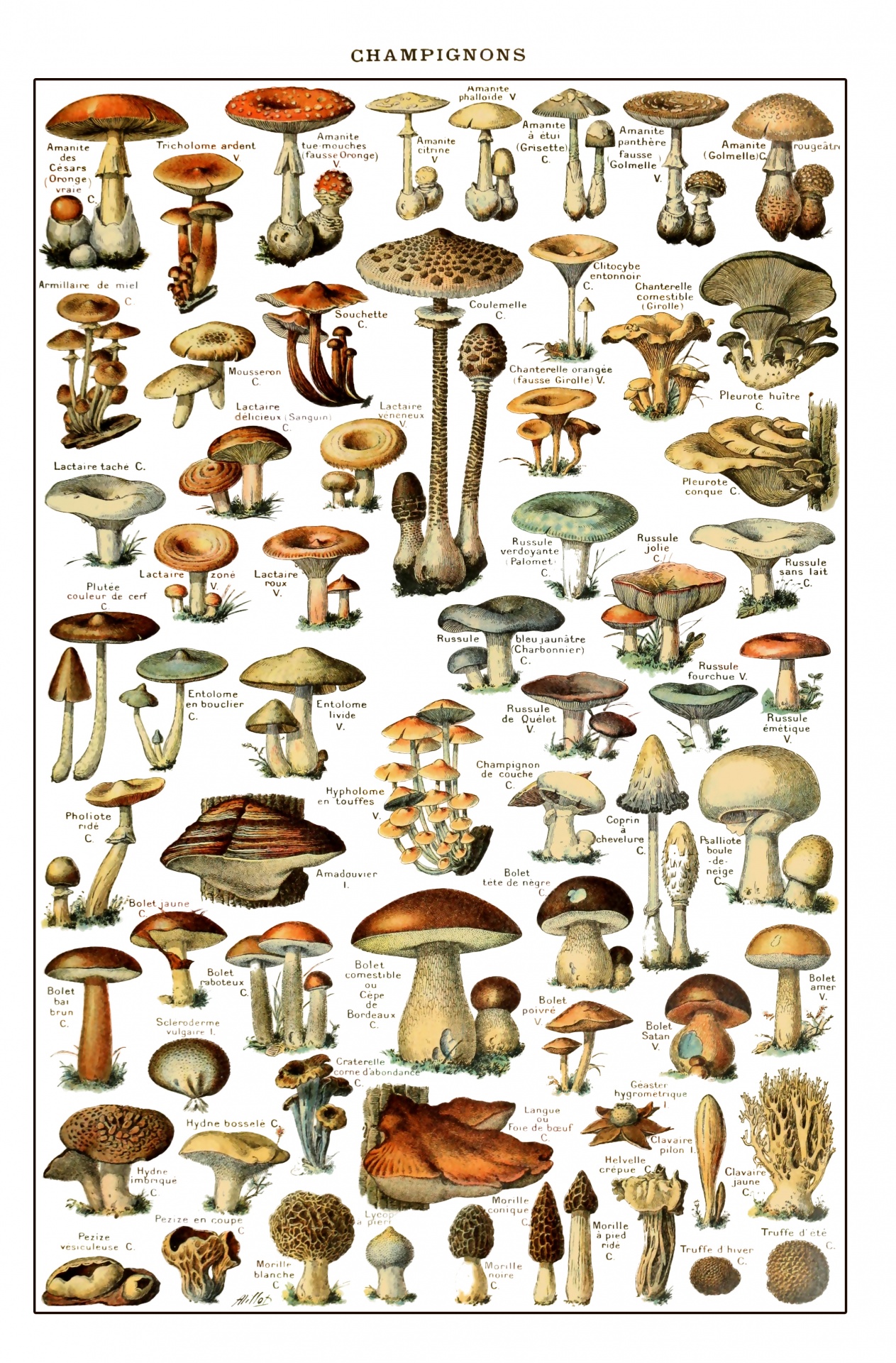Fungi Vintage Art Print