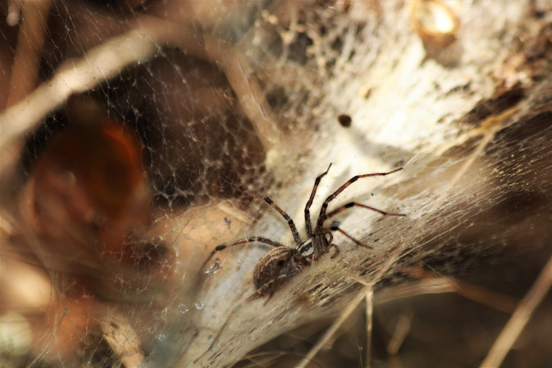Funnel Spider In Web