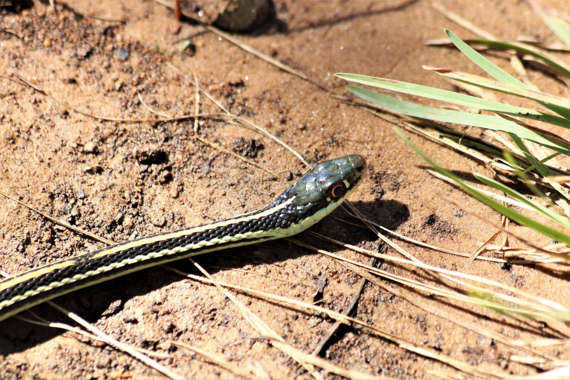 Garter Snake Close-up
