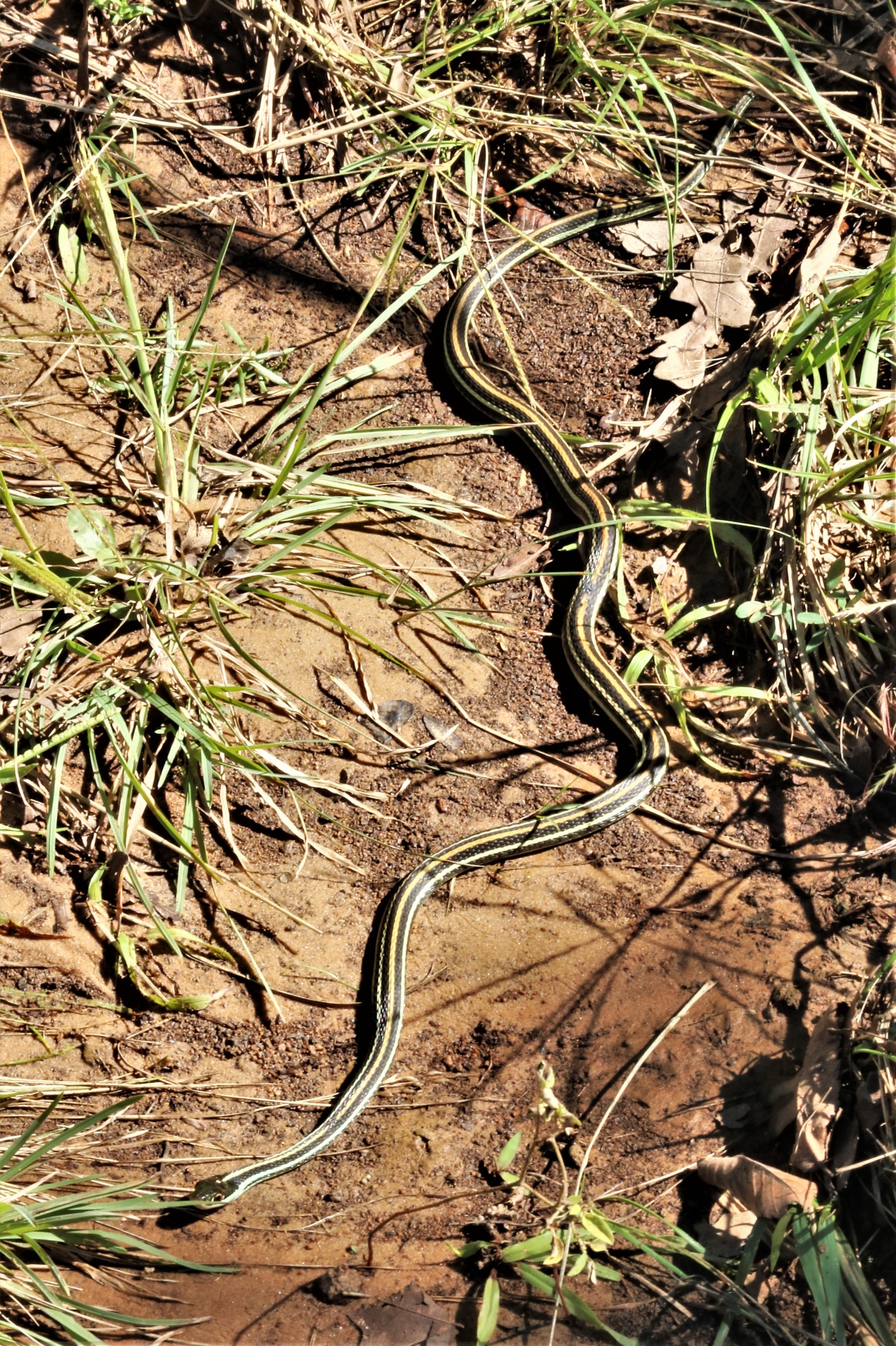 Full length shot of a black and yellow striped garter snake as it slithers through the grass.