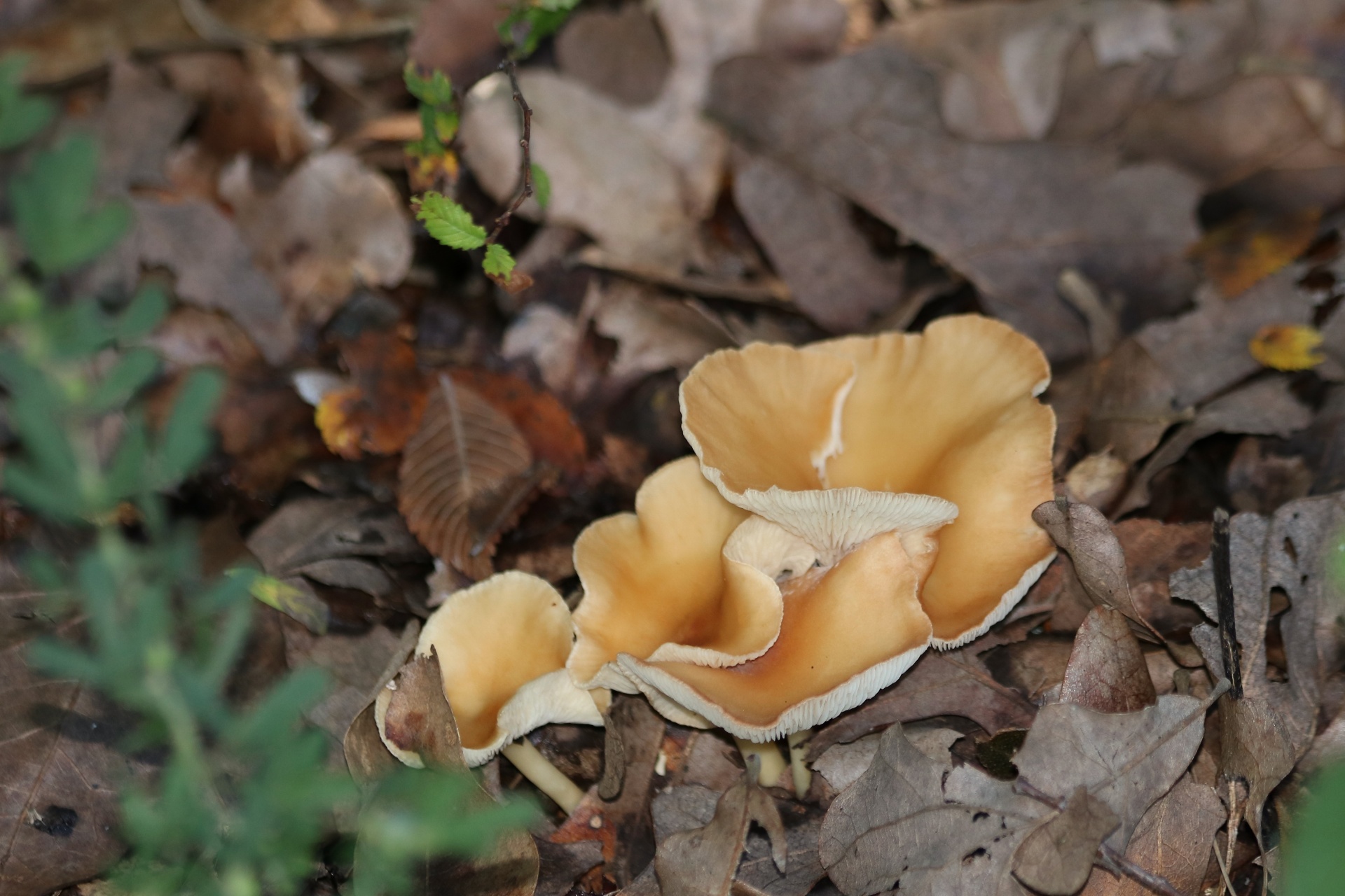 A group of four mushrooms with gold caps and white stems, growing out of brown autumn leaves.