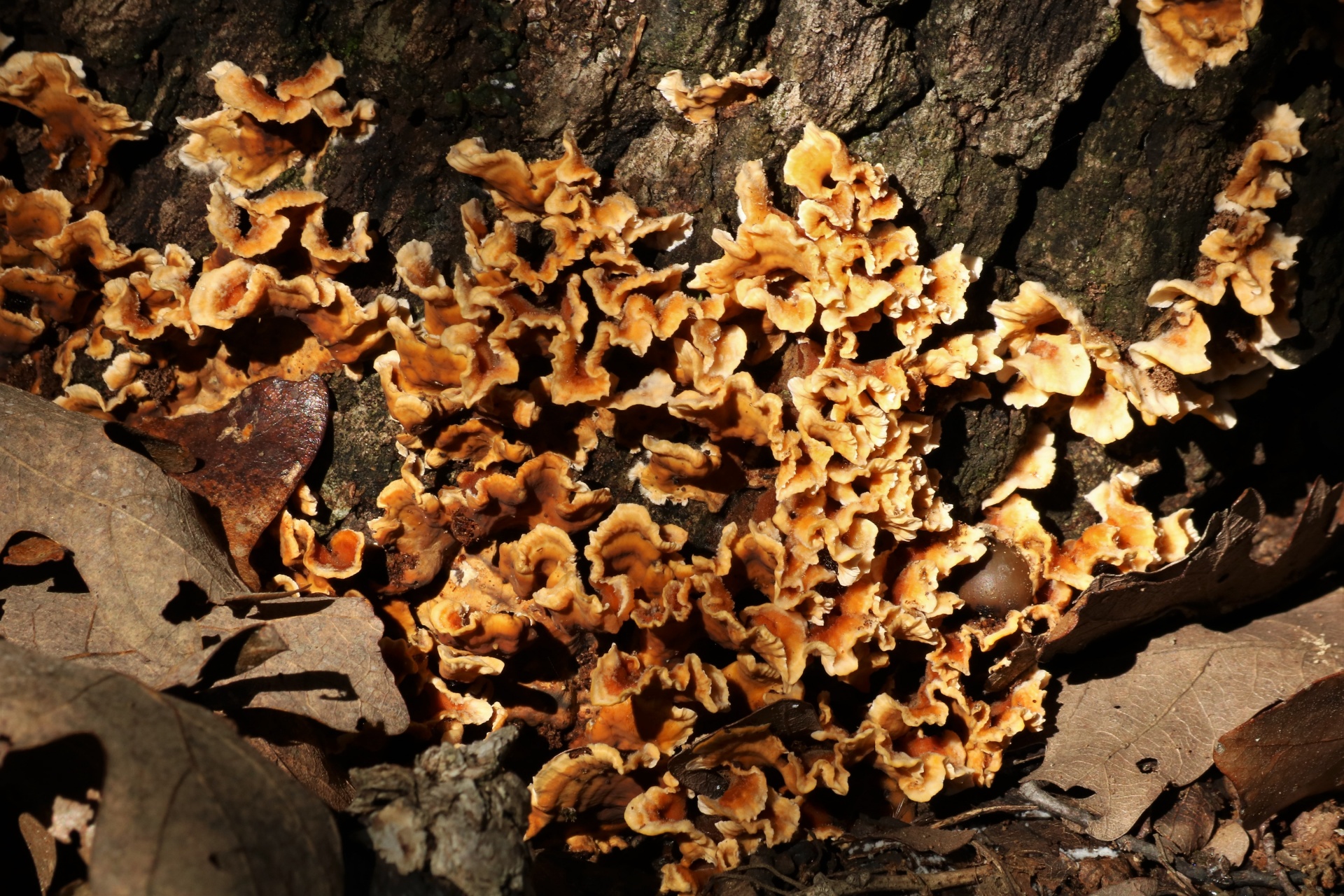 Gold Fungi On Tree Base