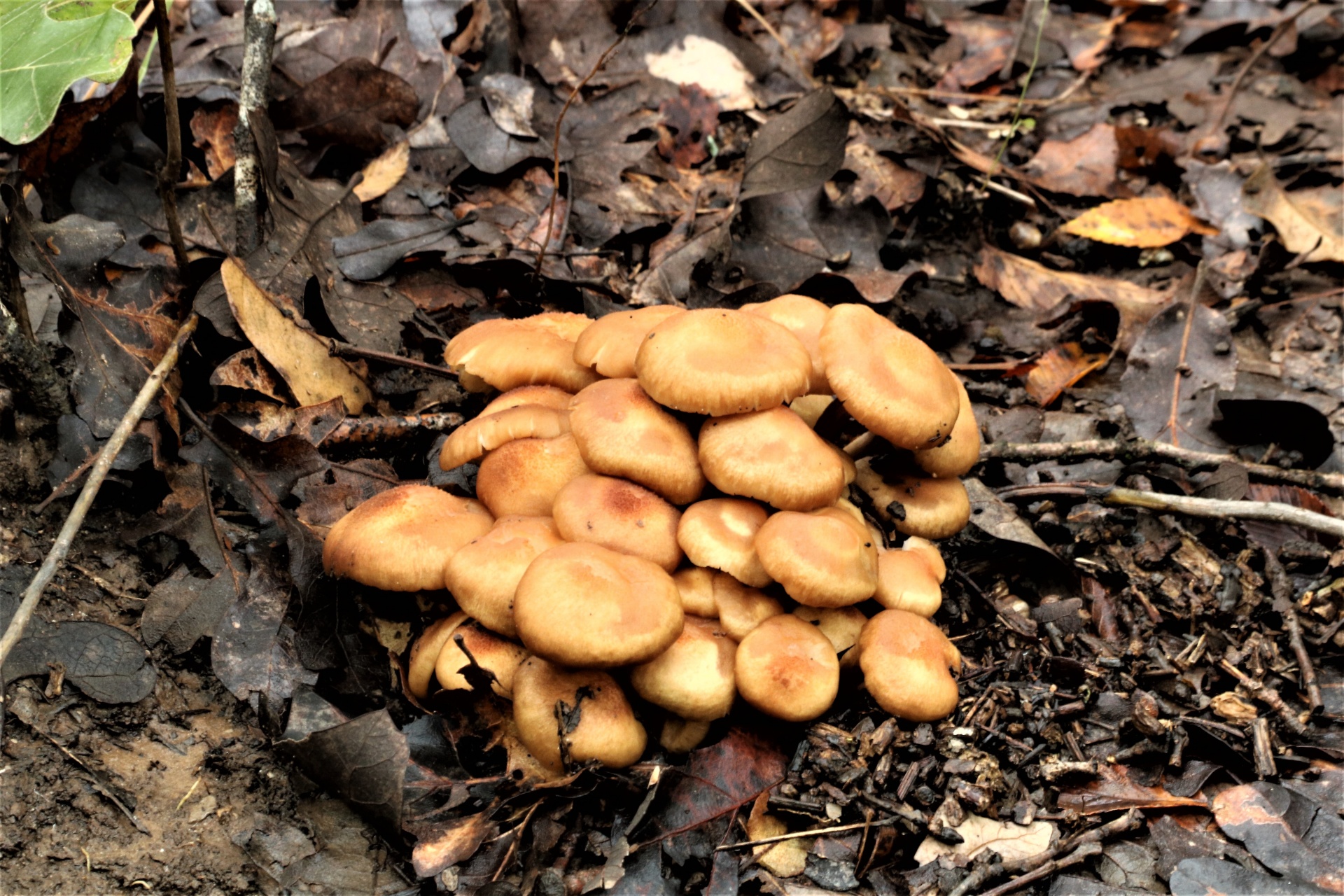 Close-up of a group of gold mushrooms surrounded by brown leaves on the floor of the woods.
