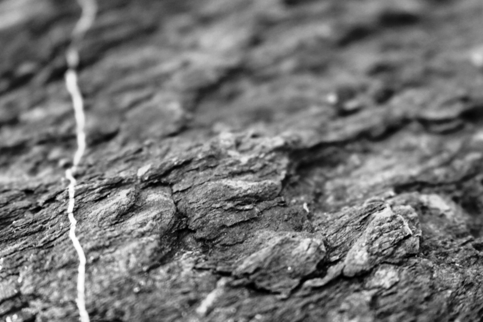 Grey Rock Texture With White Veins