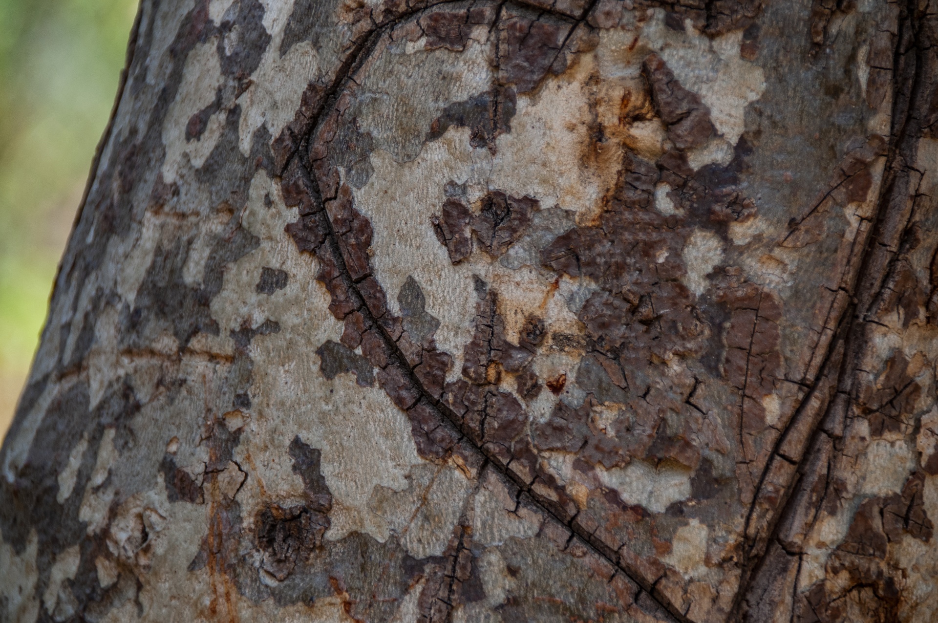 close up of heart carved in a tree trunk