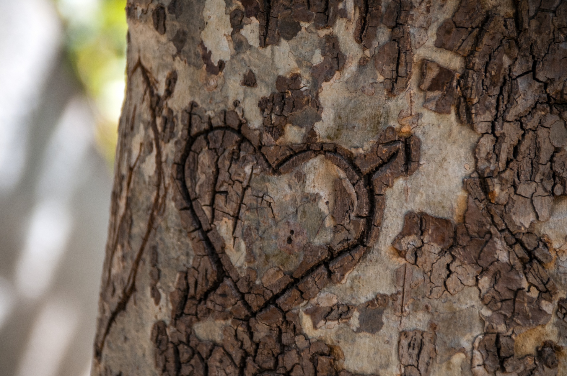 heart carved in tree