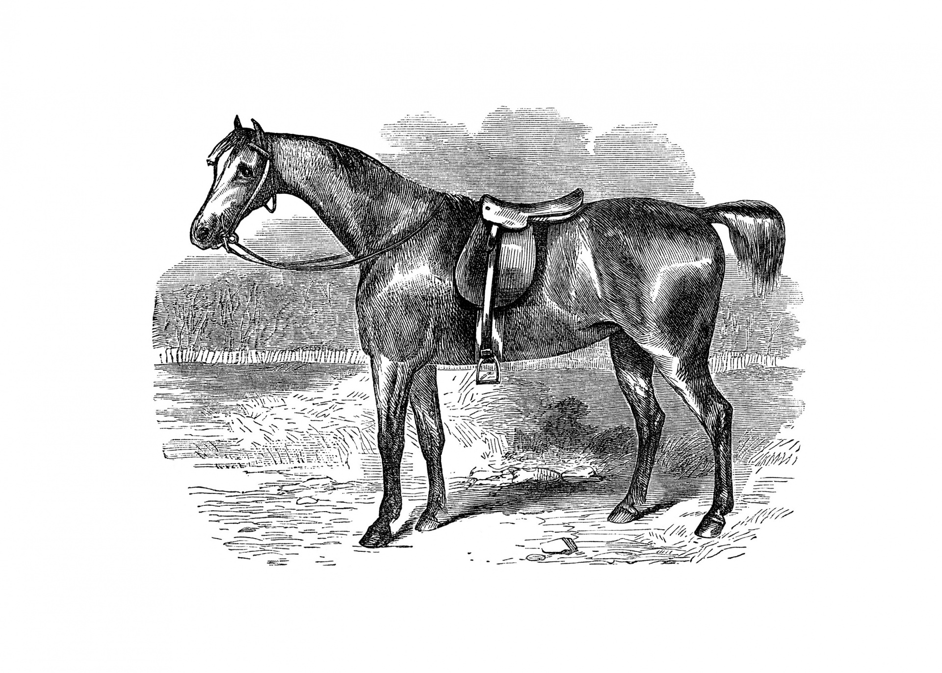 Horse Vintage Drawing
