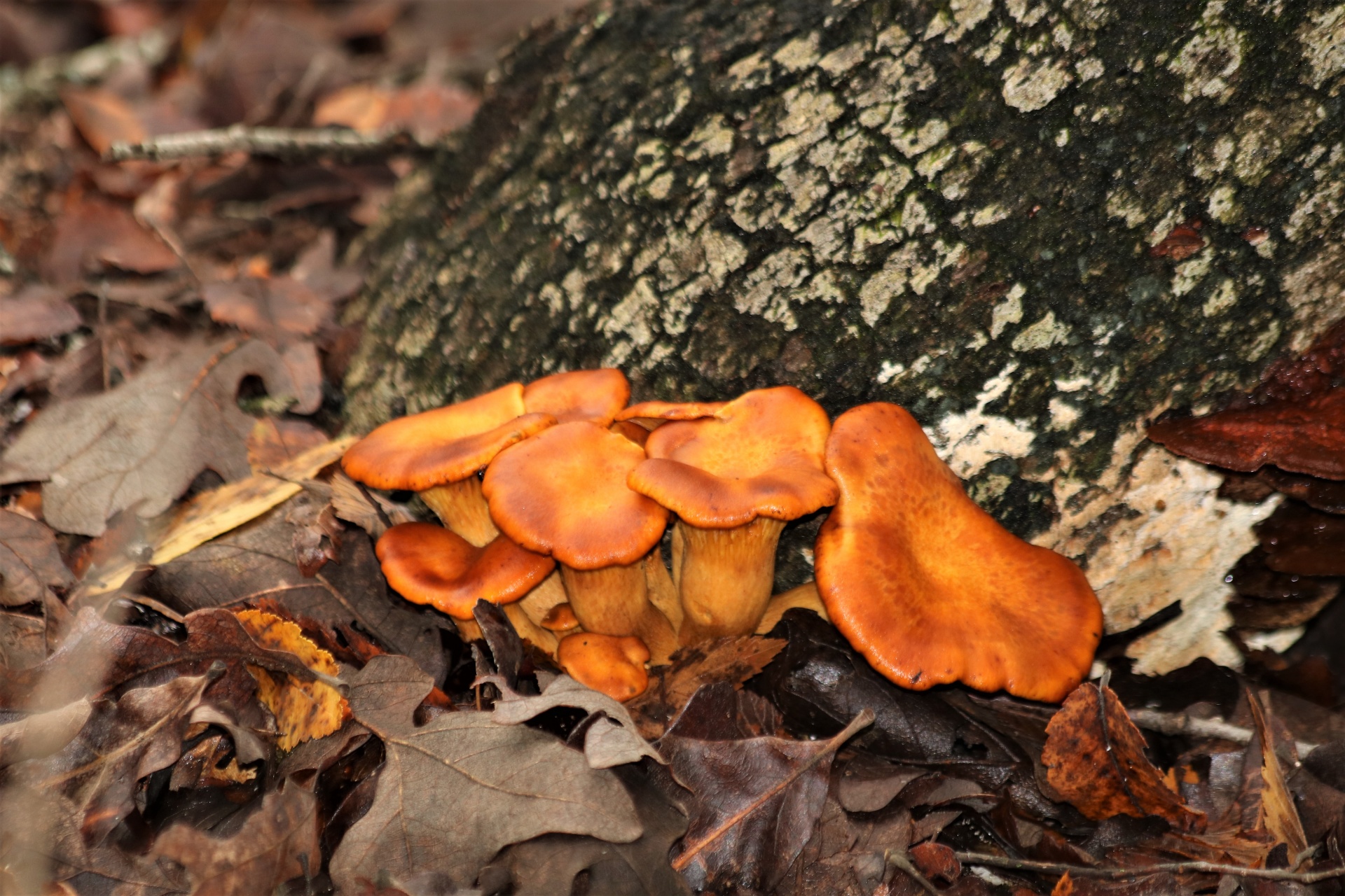 A group of dark orange jack-o-lantern mushrooms growing out of autumn leaves at the base of a tree in fall.