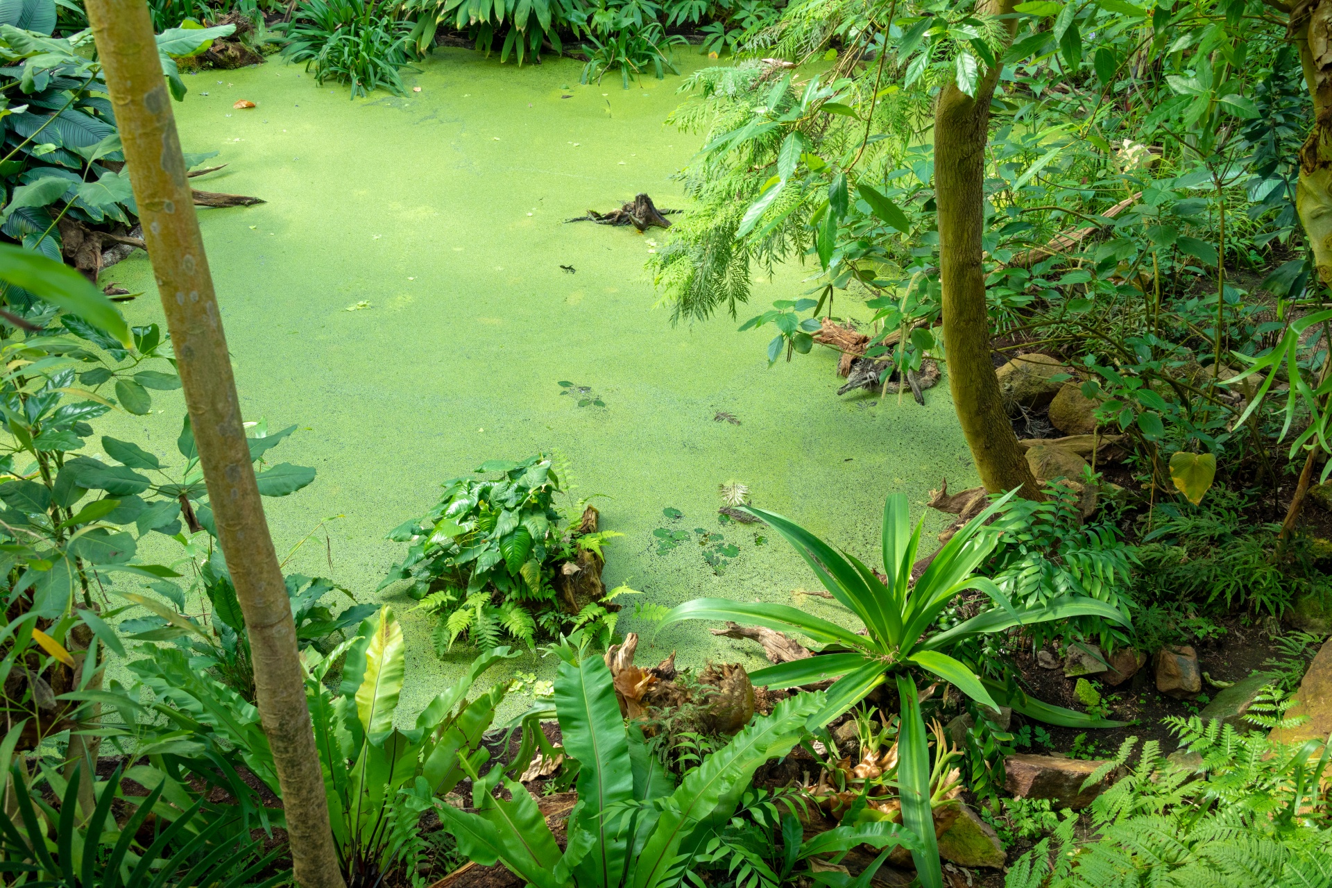 Jungle vegetation with algae covered pond