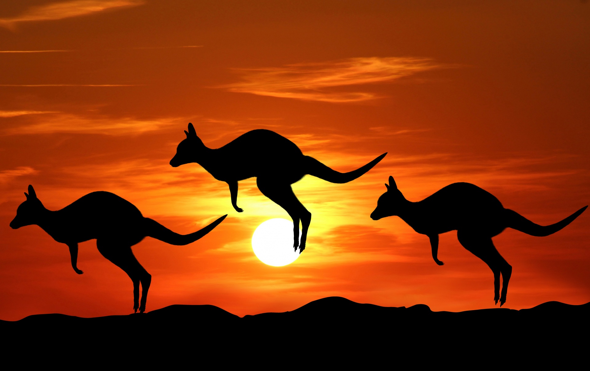 Kangaroo Sunset Silhouette