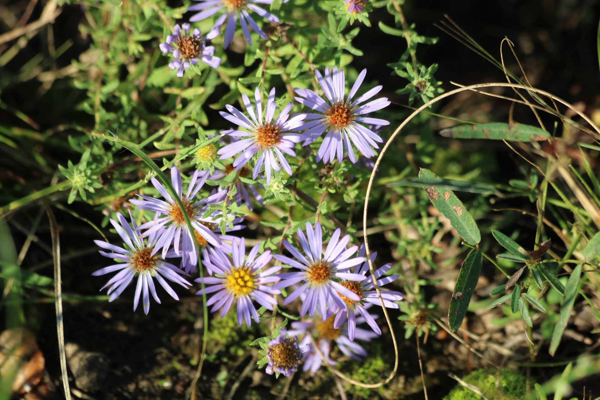 Late Purple Aster Wildflowers