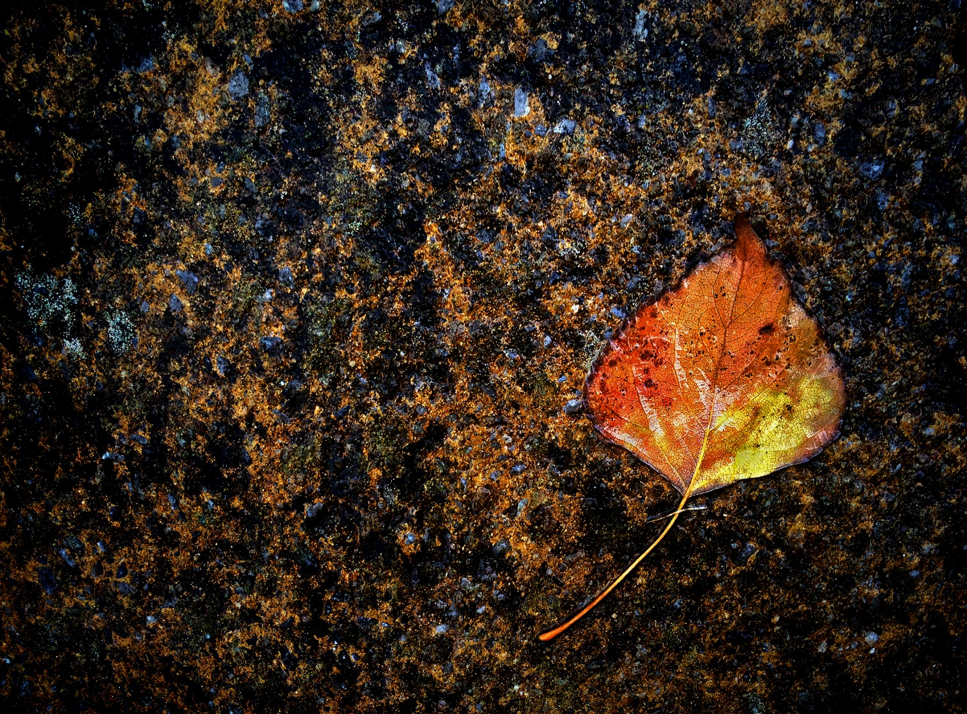 Leaf In Rain