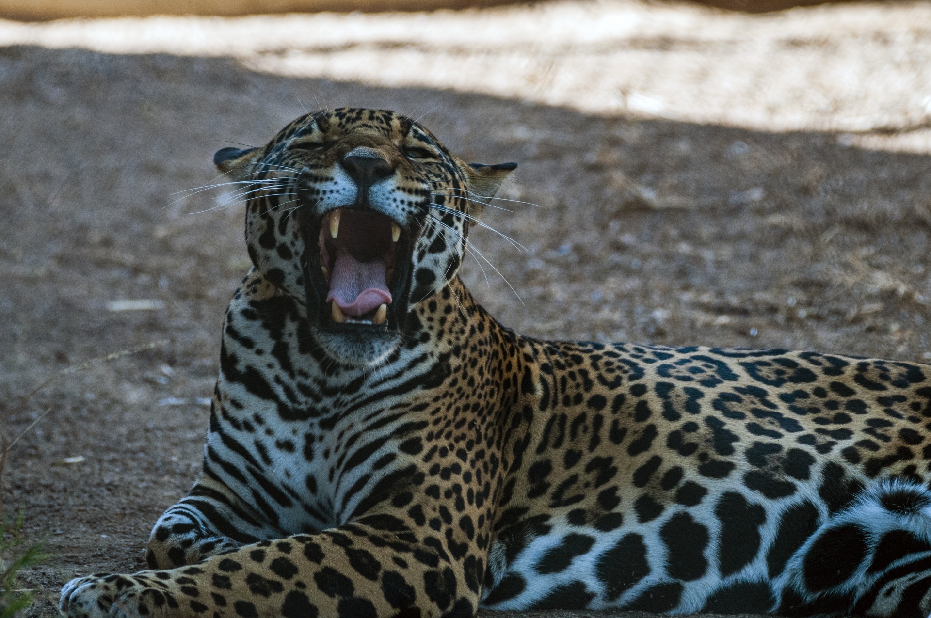leopard roaring yawning