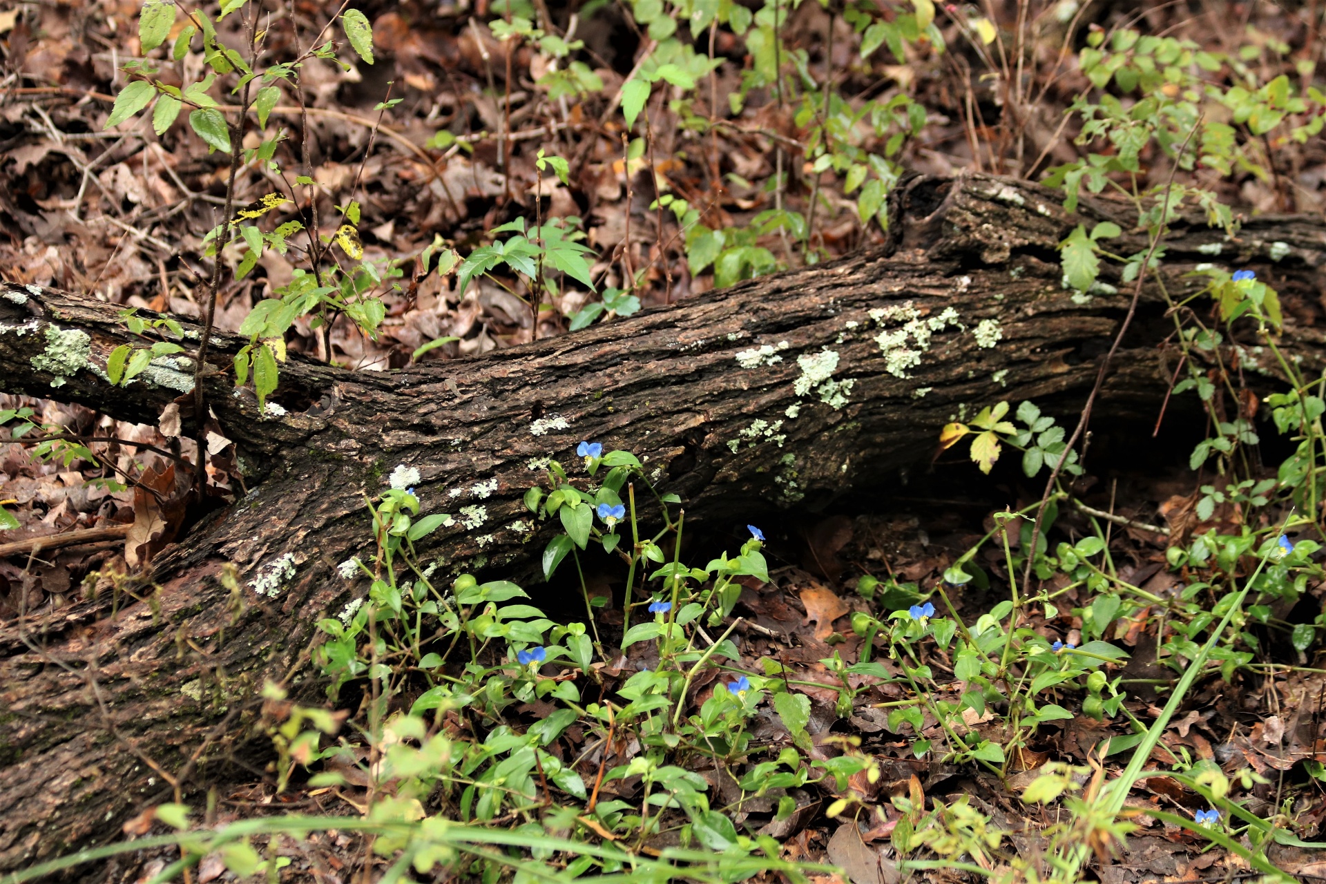 Log And Wildflowers In The Woods