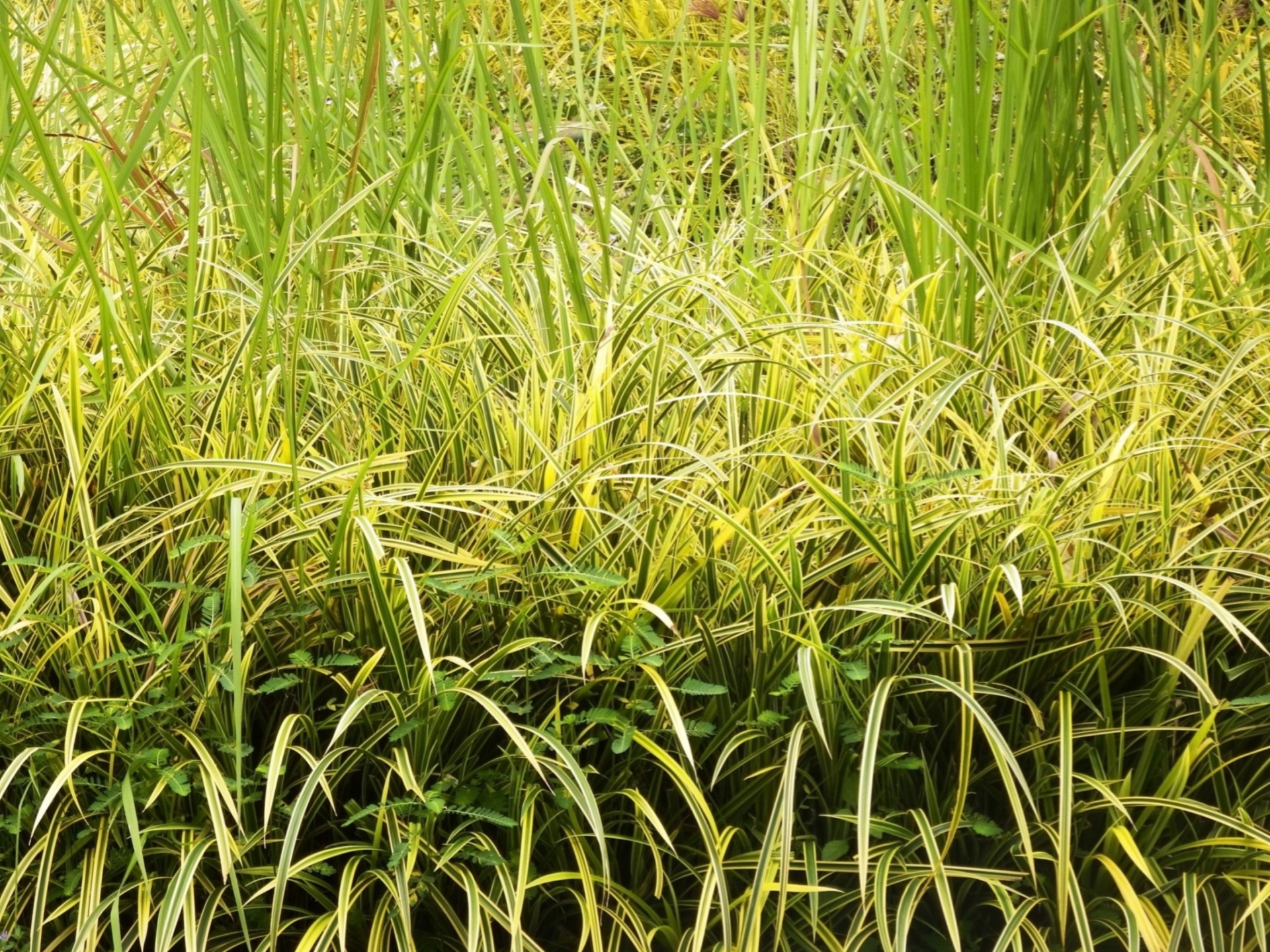 Long Tropical Grass Texture
