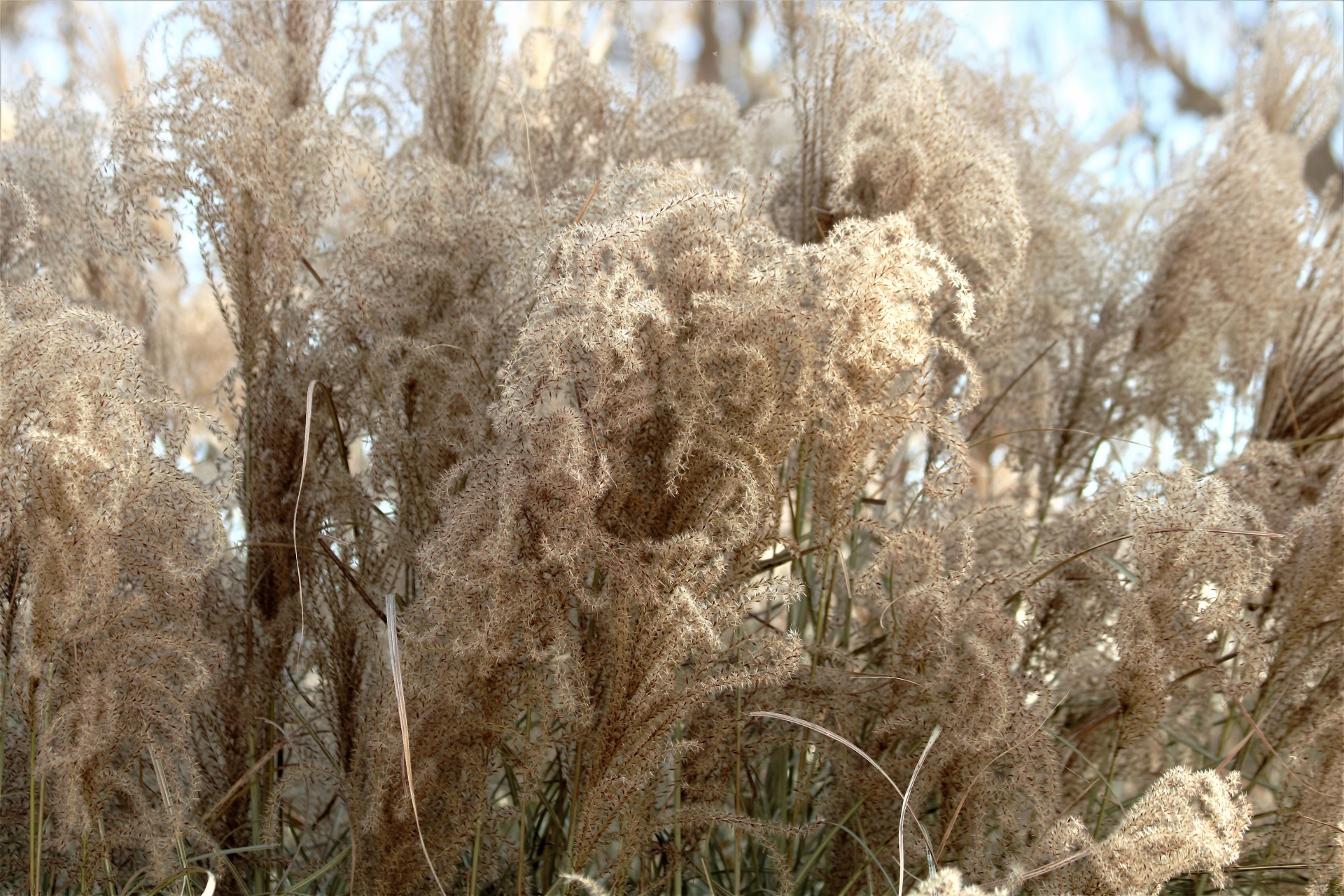 Maiden Grass Close-up