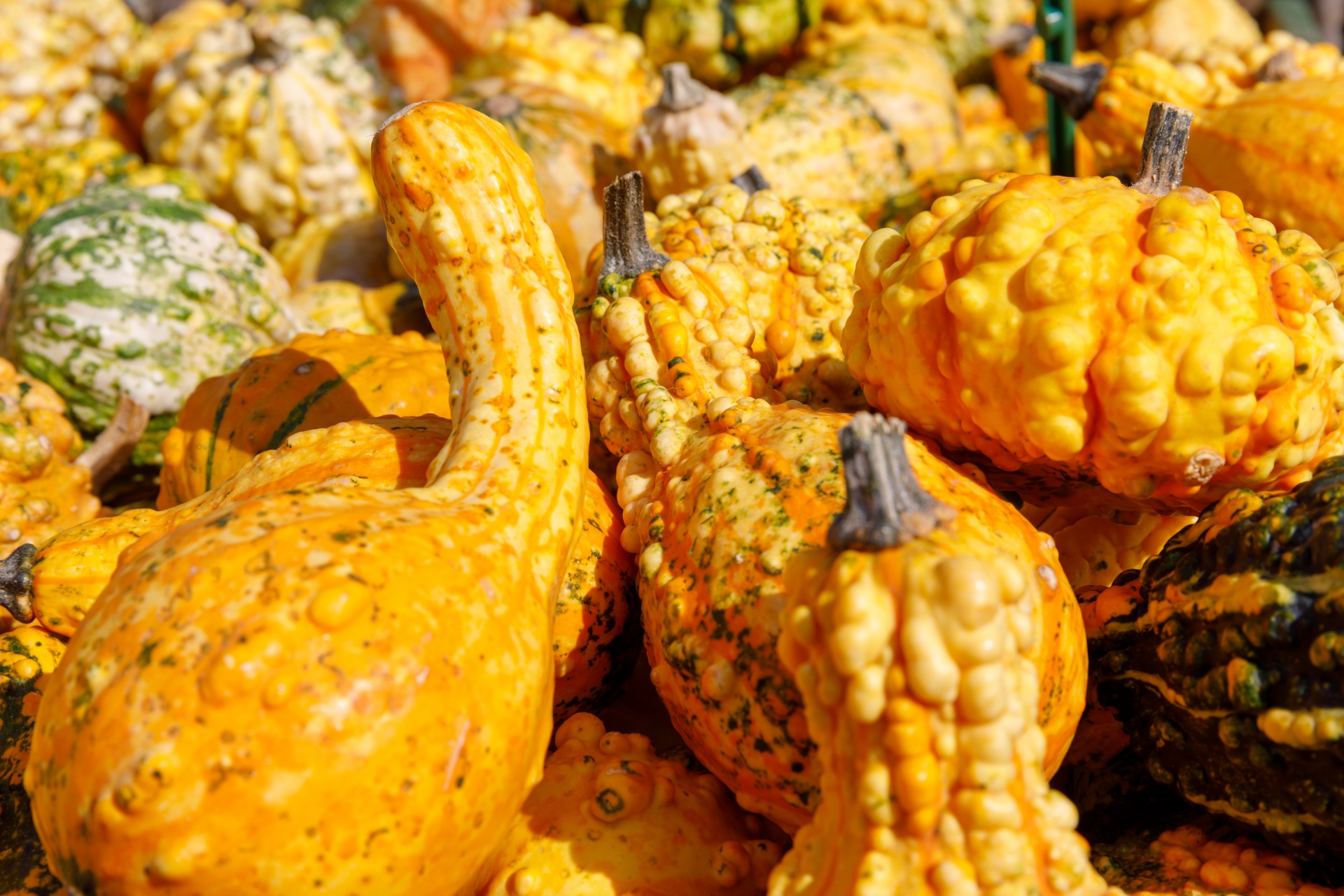 Many Gourds