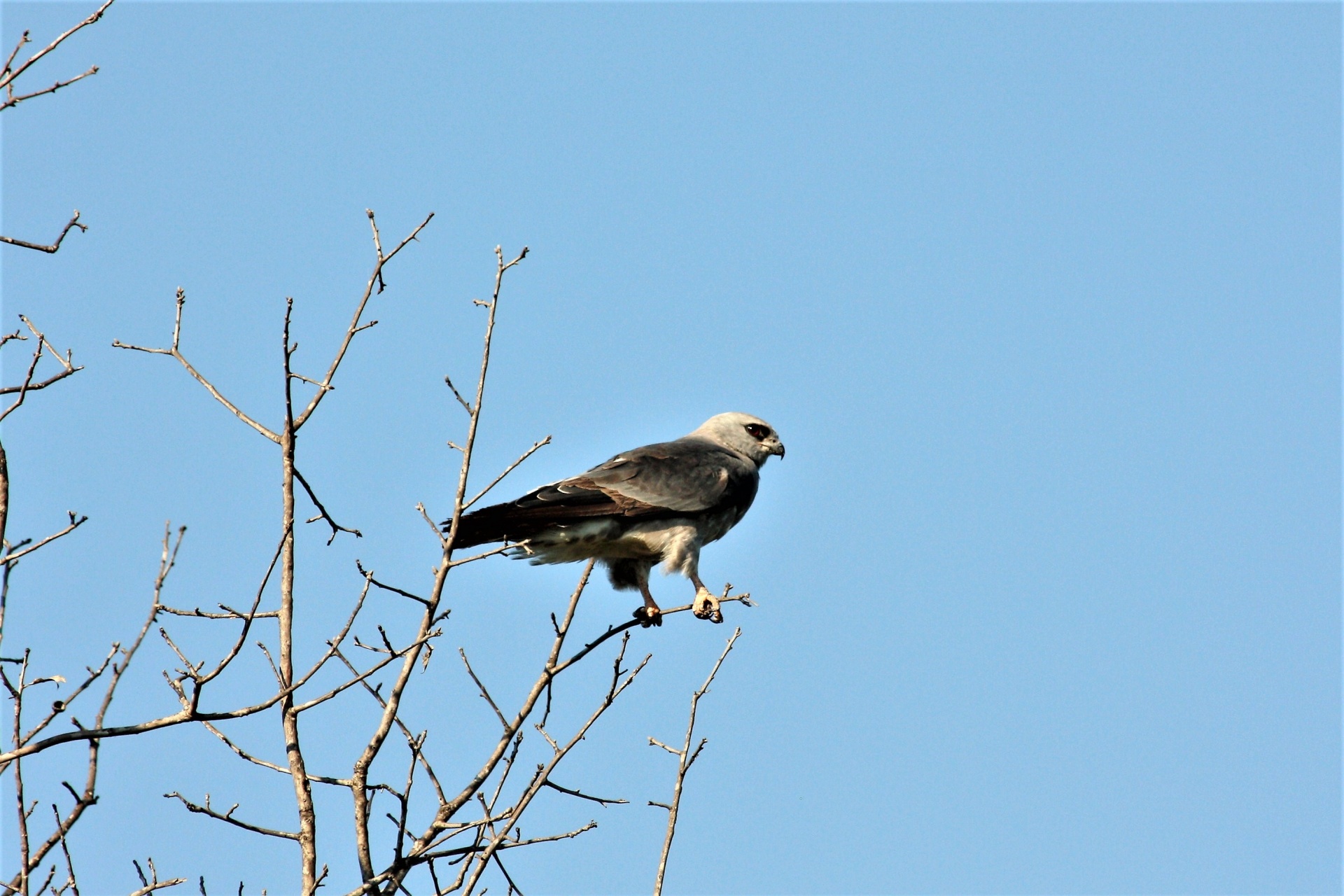 A Mississippi kite bird is perched on a tiny tree branch in the top of a tree with a blue sky background.