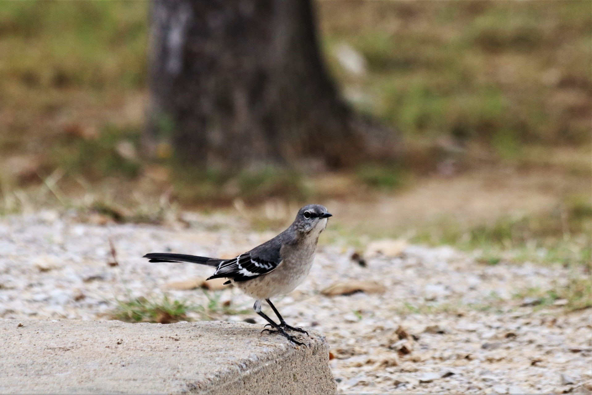 A mockingbird standing on a cement slab on the ground in a campsite at Lake Murray, Oklahoma.