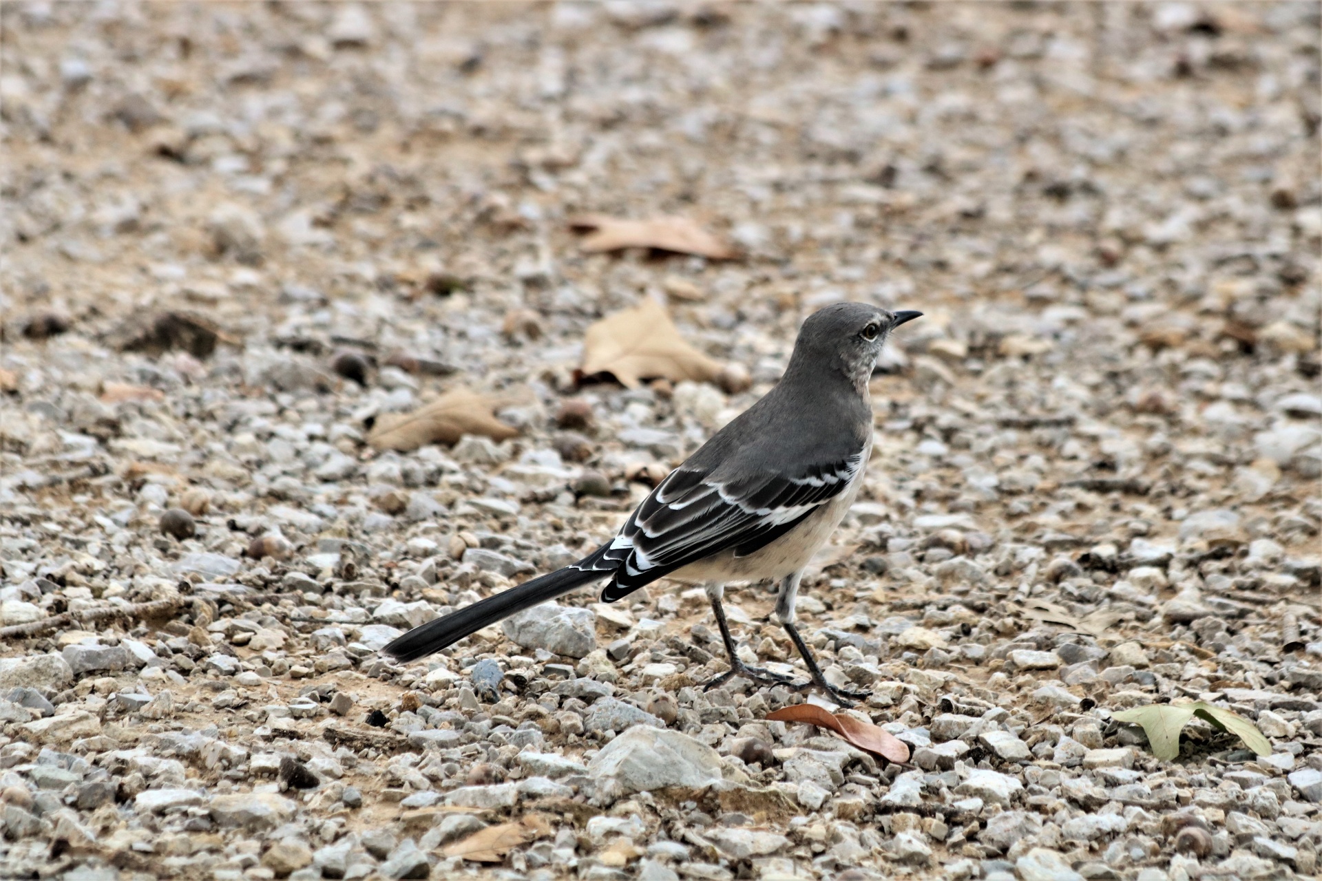 Profile of a mockingbird, standing on gravel ground.