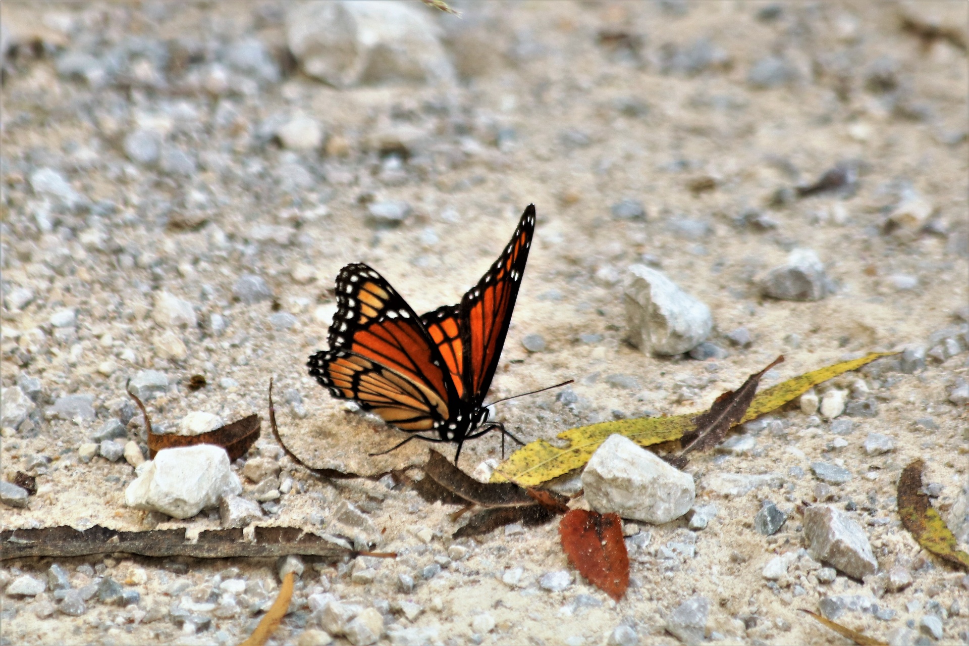 Monarch Butterfly In Sand