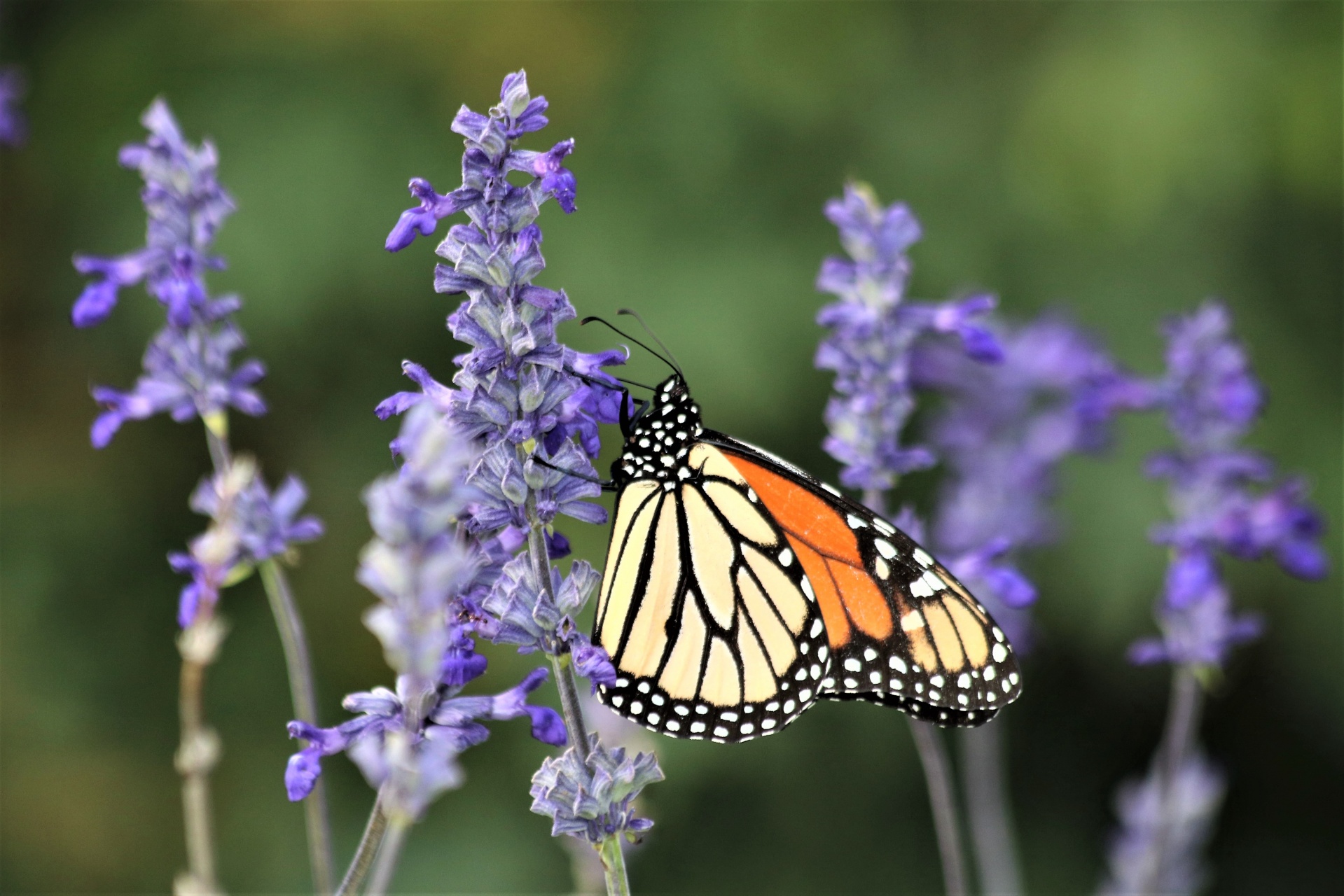 Monarch Butterfly On Blue Salvia 3