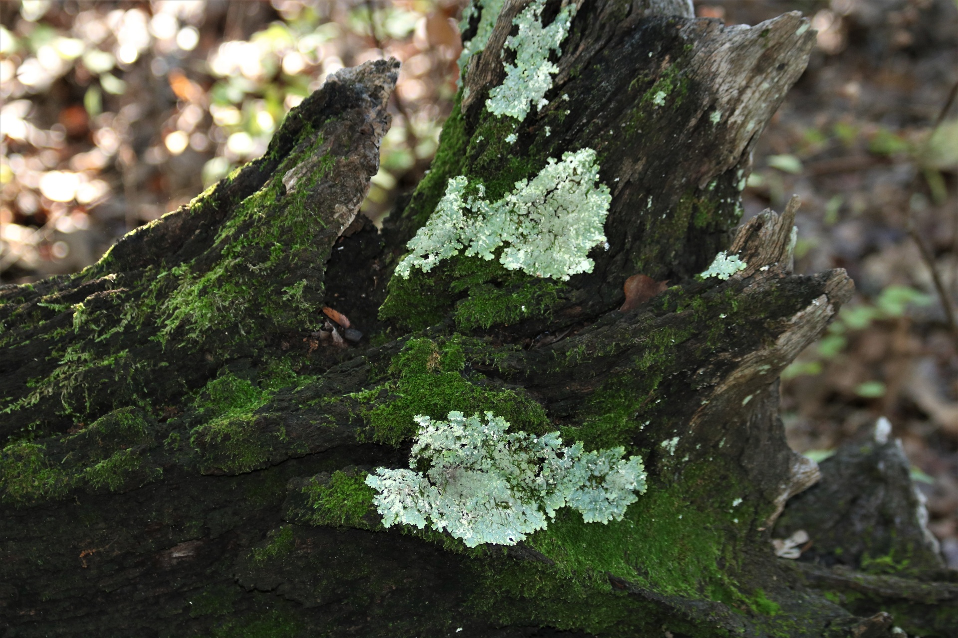 Moss And Lichens On Fallen Tree