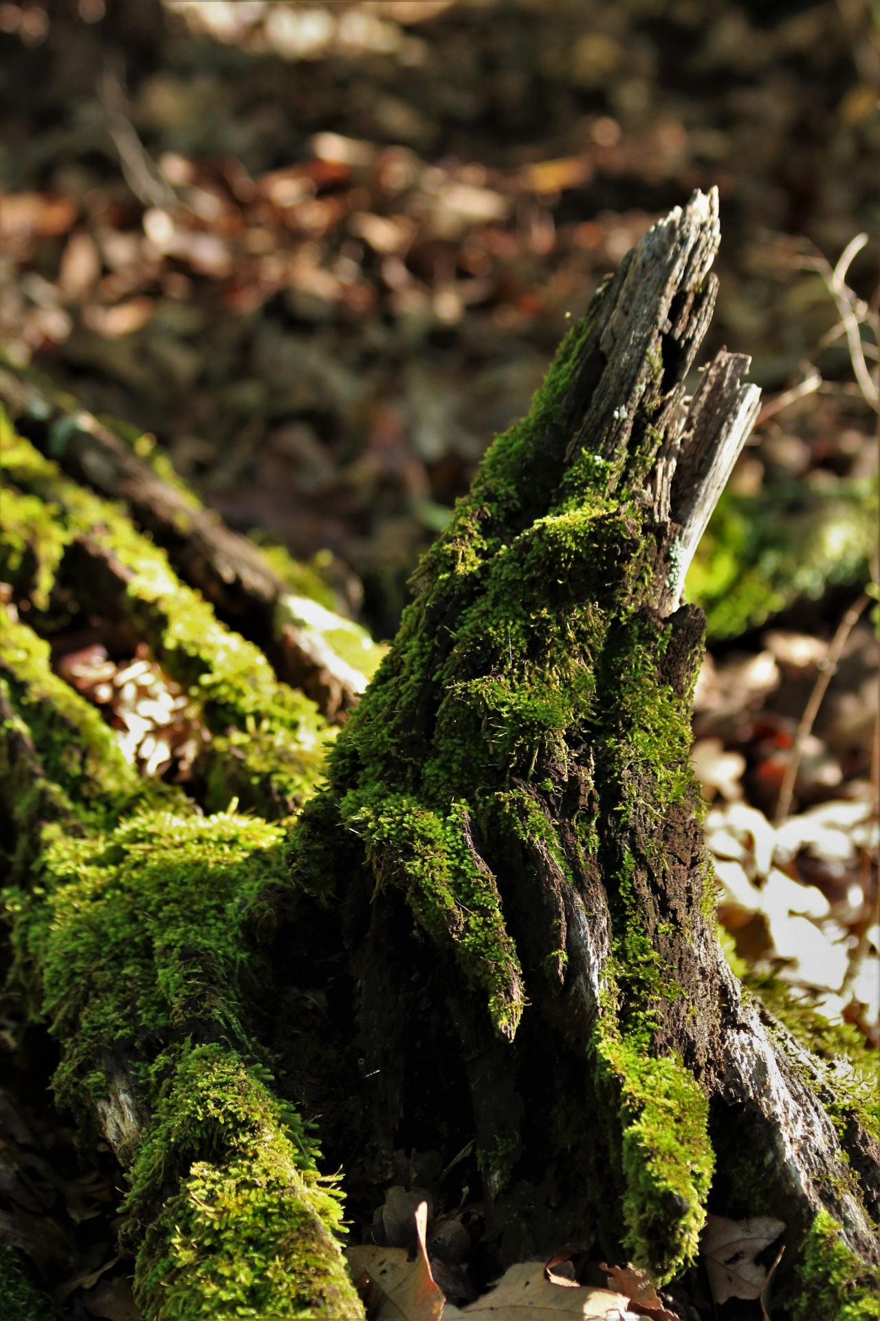 Moss Covered Log Close-up