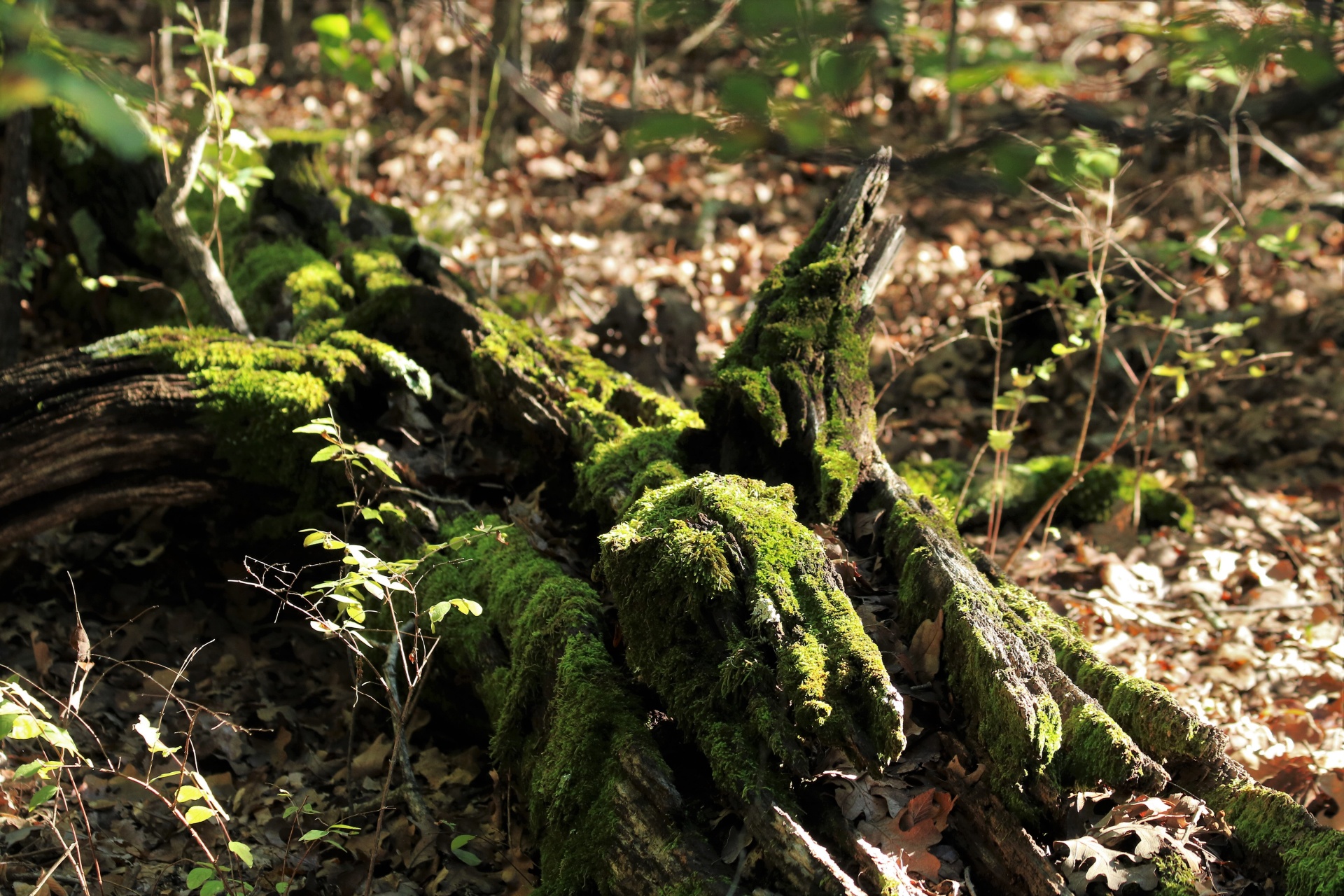 Moss Covered Log In The Woods