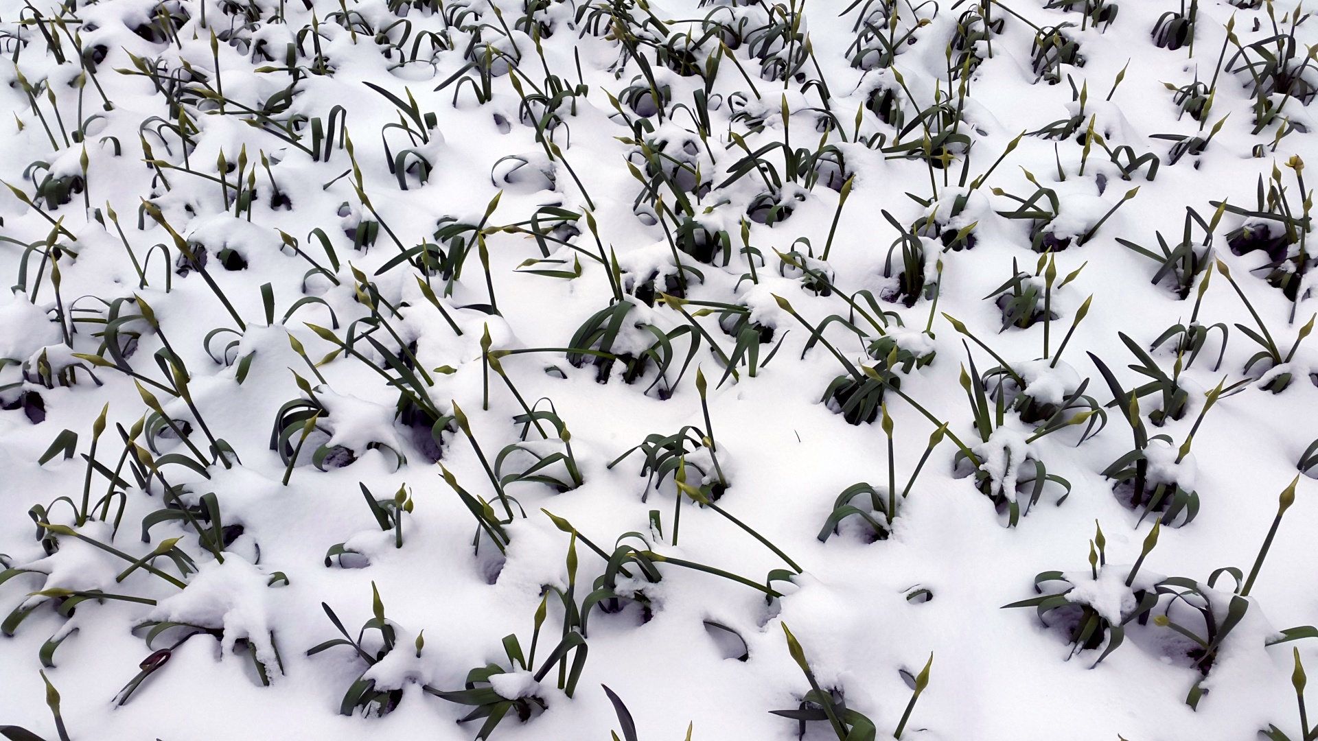 Narcissi Emerging From Snow