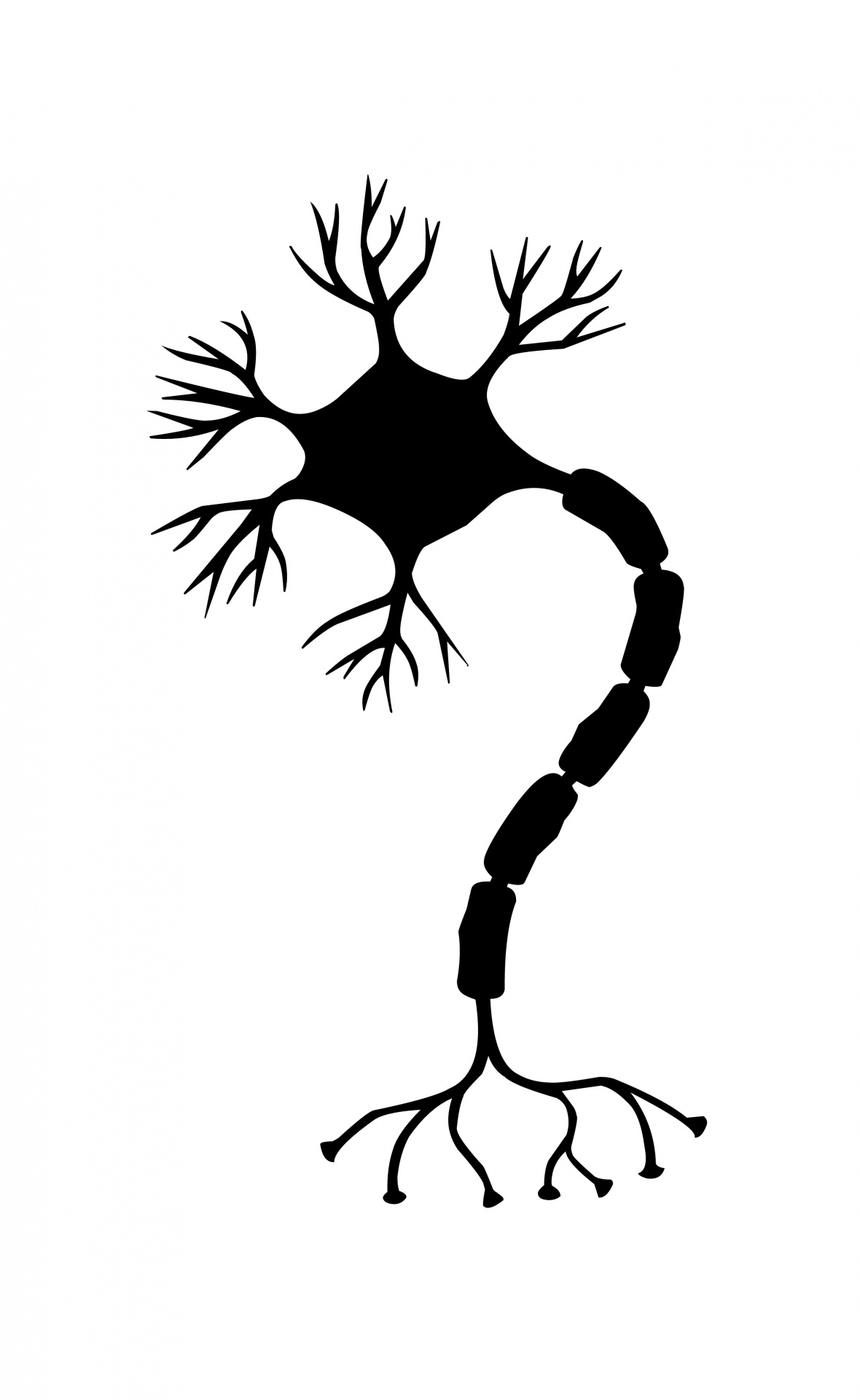 nerve cell, neuron, brain, neurons, nervous system, synapse, neural pathways, ribosome, vesicle, nervengeflecht, network, Silhouette