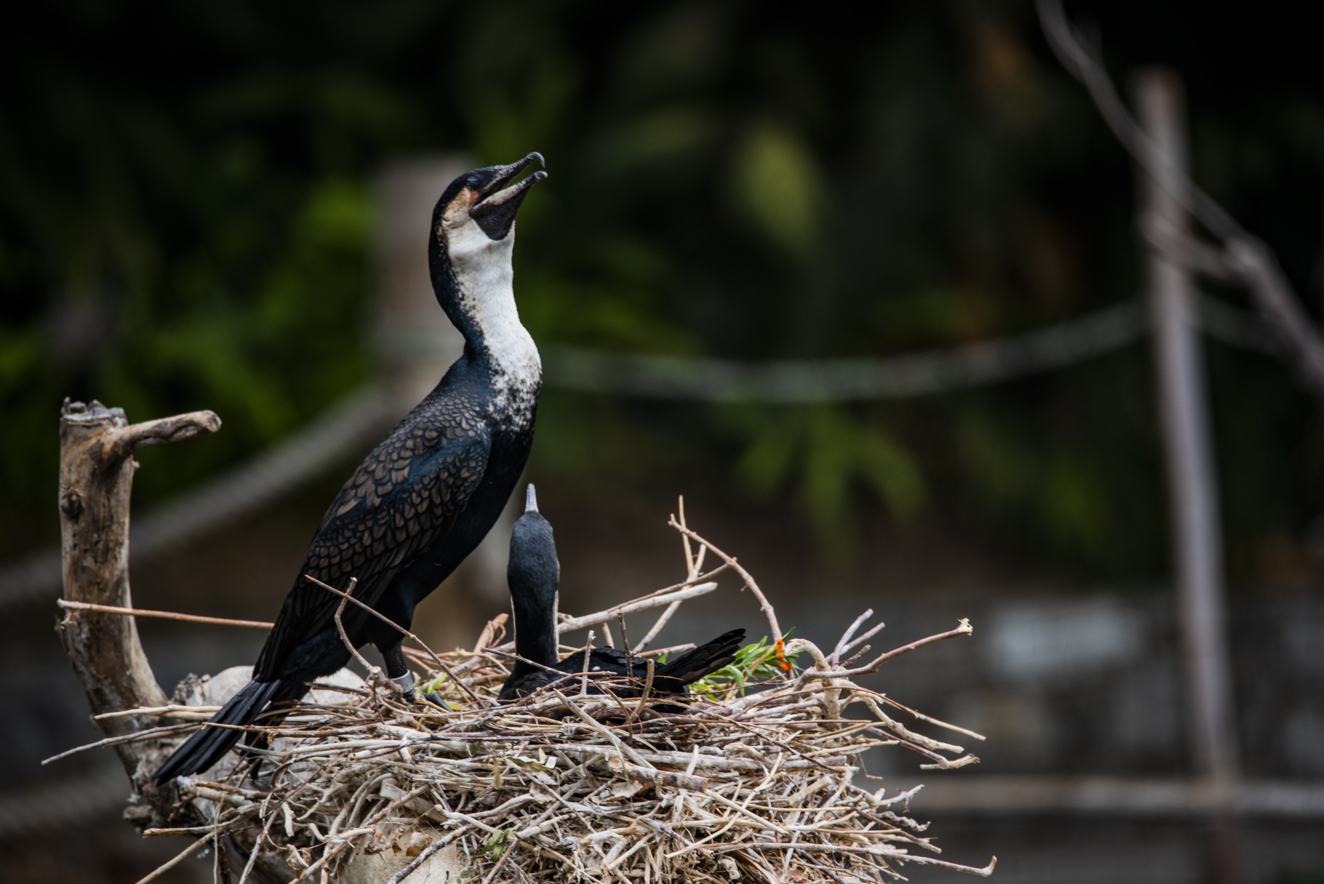 Cormorants nesting with one standing and the other sitting