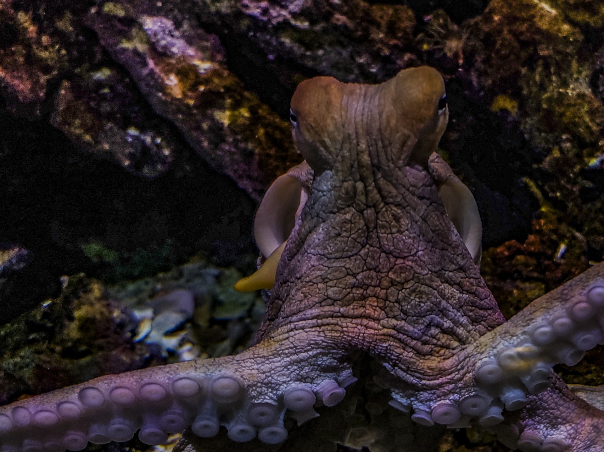 Octopus Looking At Camera