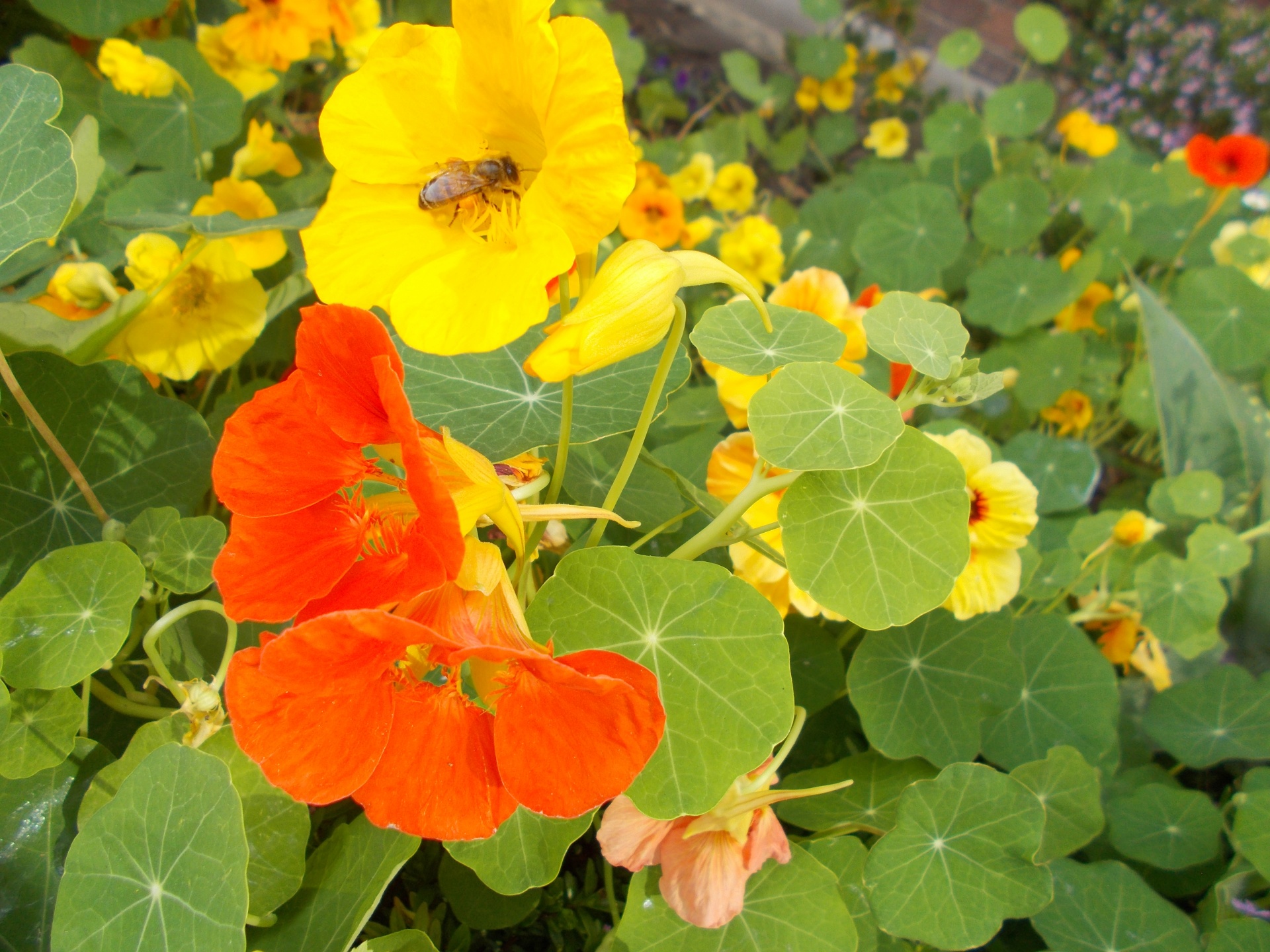 Flowers in my garden, orange and yellow nasturtiums and white seaside daisies and a bee