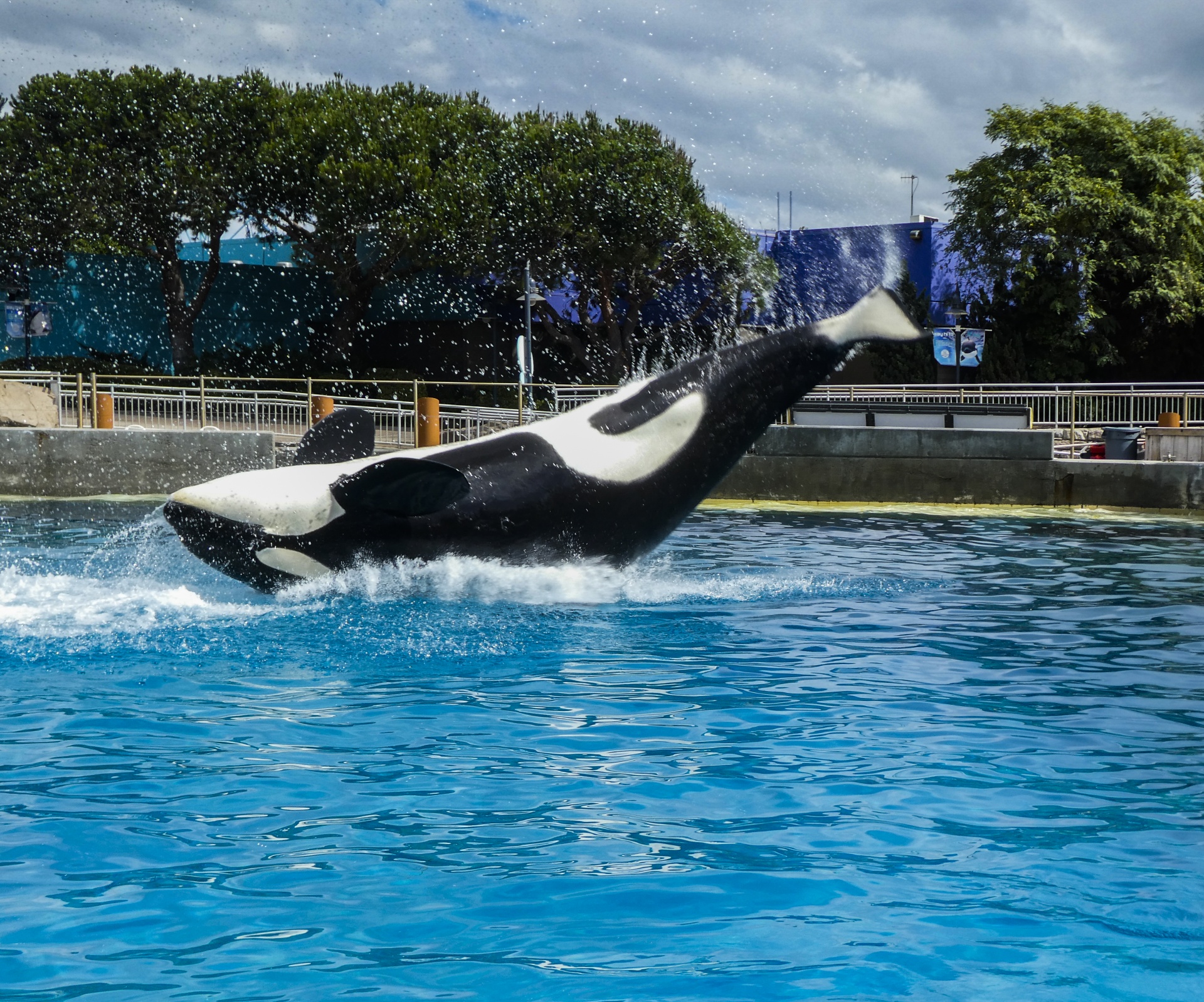 black and white ORCA whale at Sea World, San Diego California doing a flip