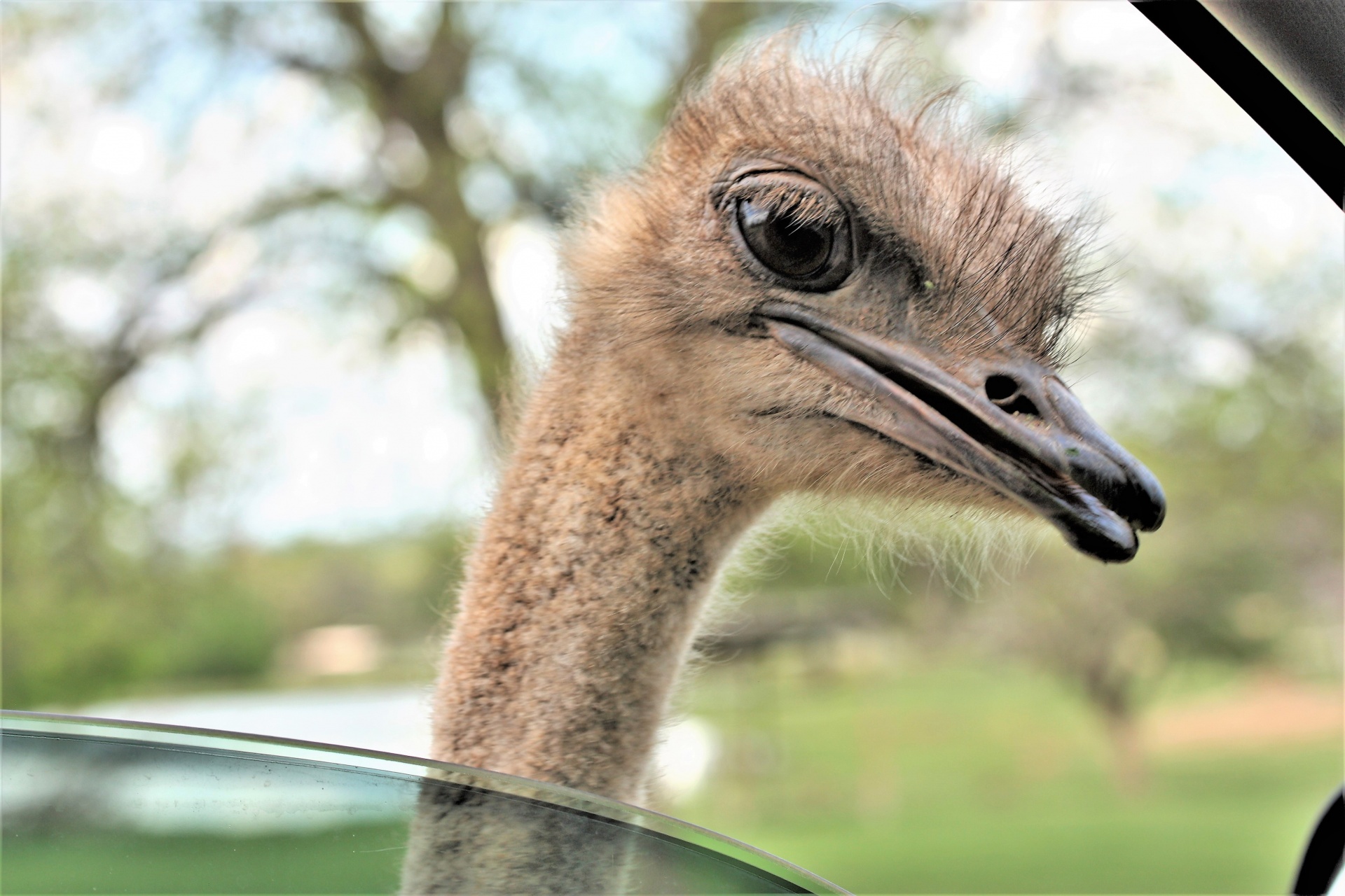 Ostrich Looking In Car Window