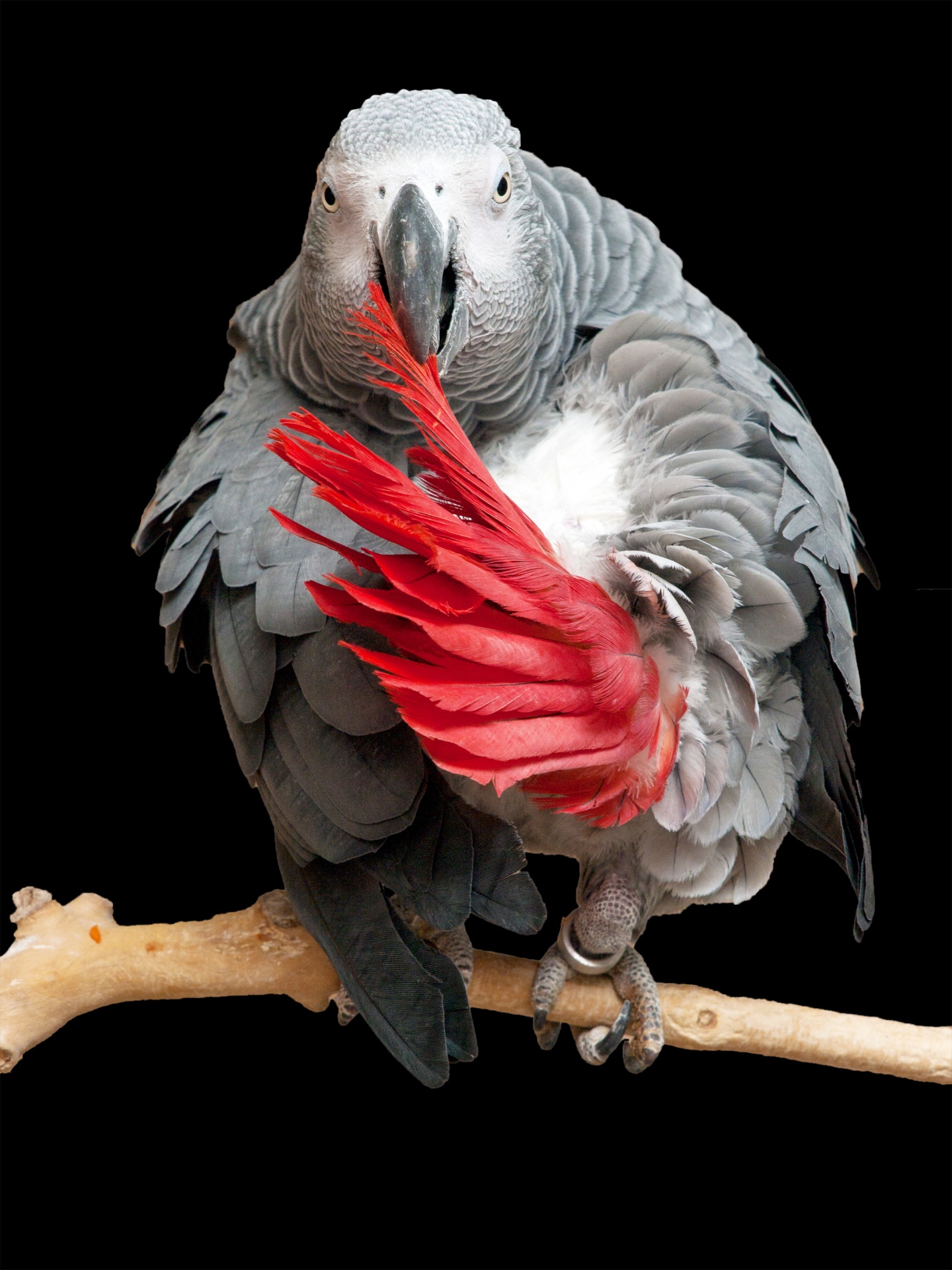 Parrot African Grey Bird